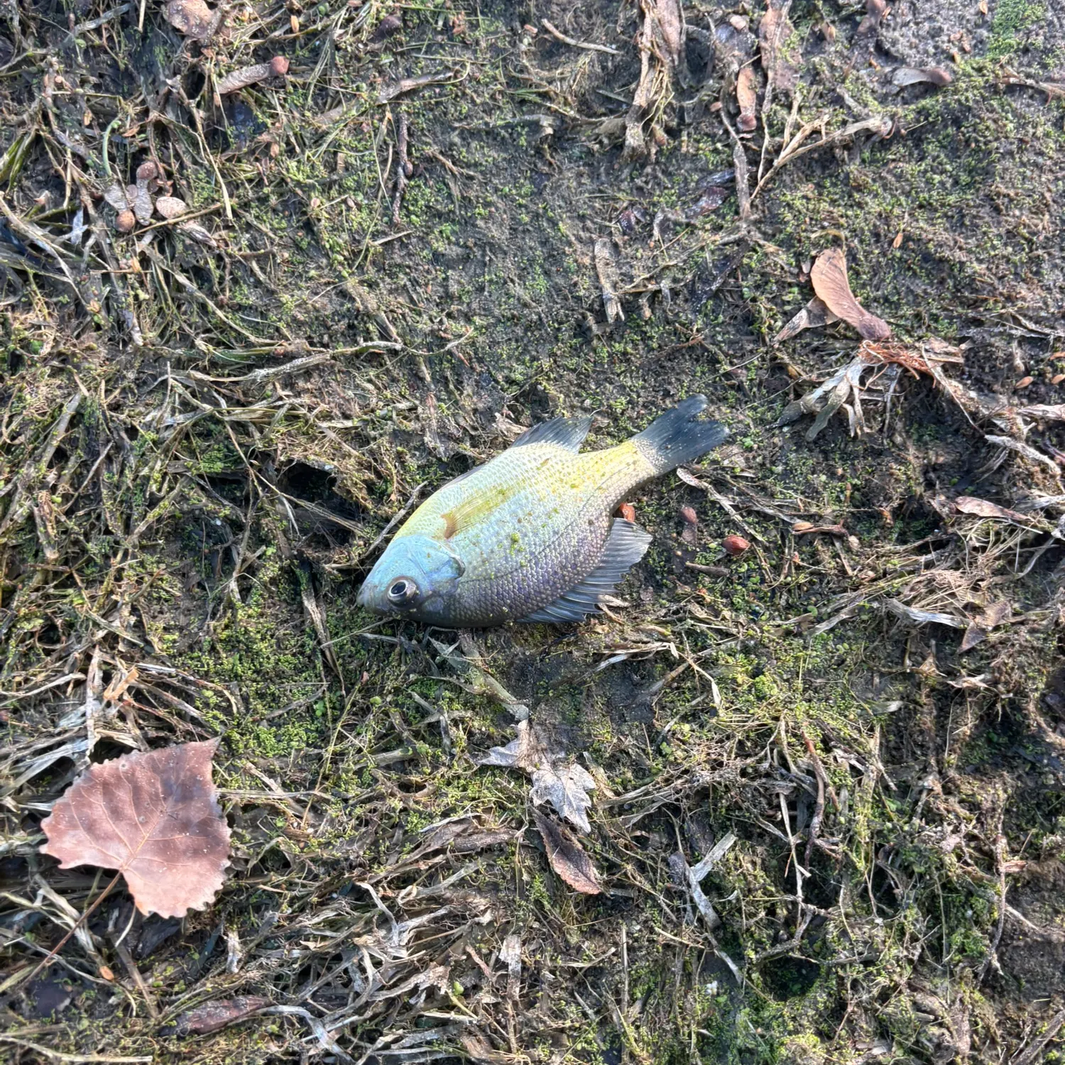 Bluegill caught on Fishbrain