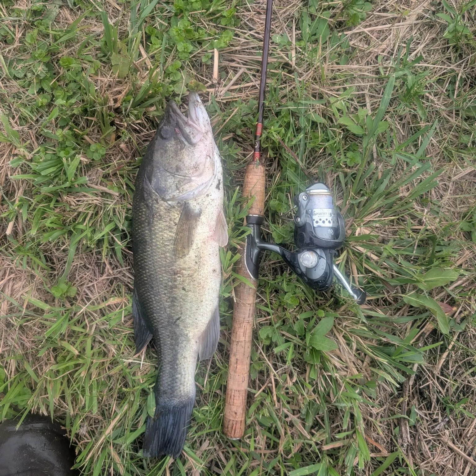 Largemouth bass caught on Fishbrain
