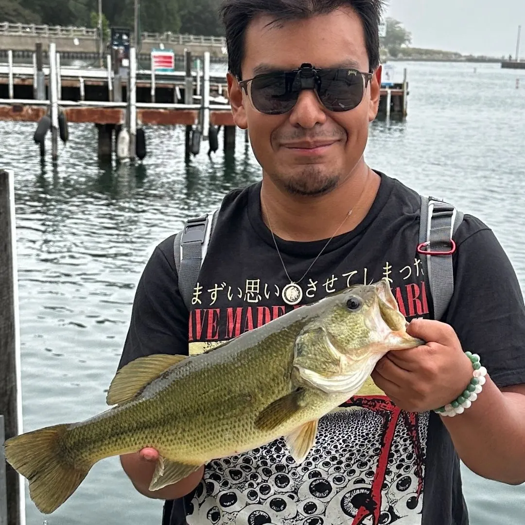 Largemouth bass caught on Fishbrain