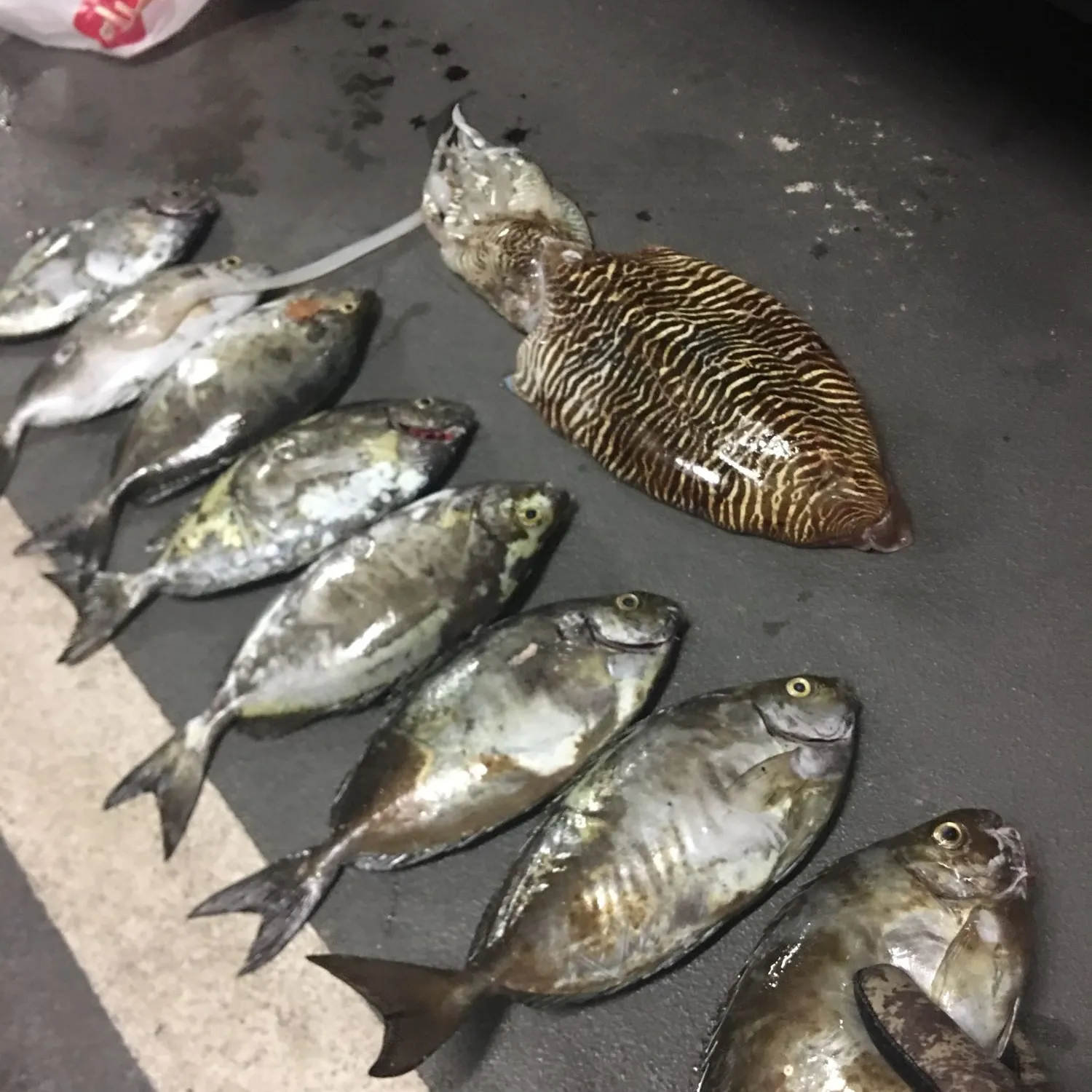 recently logged catches