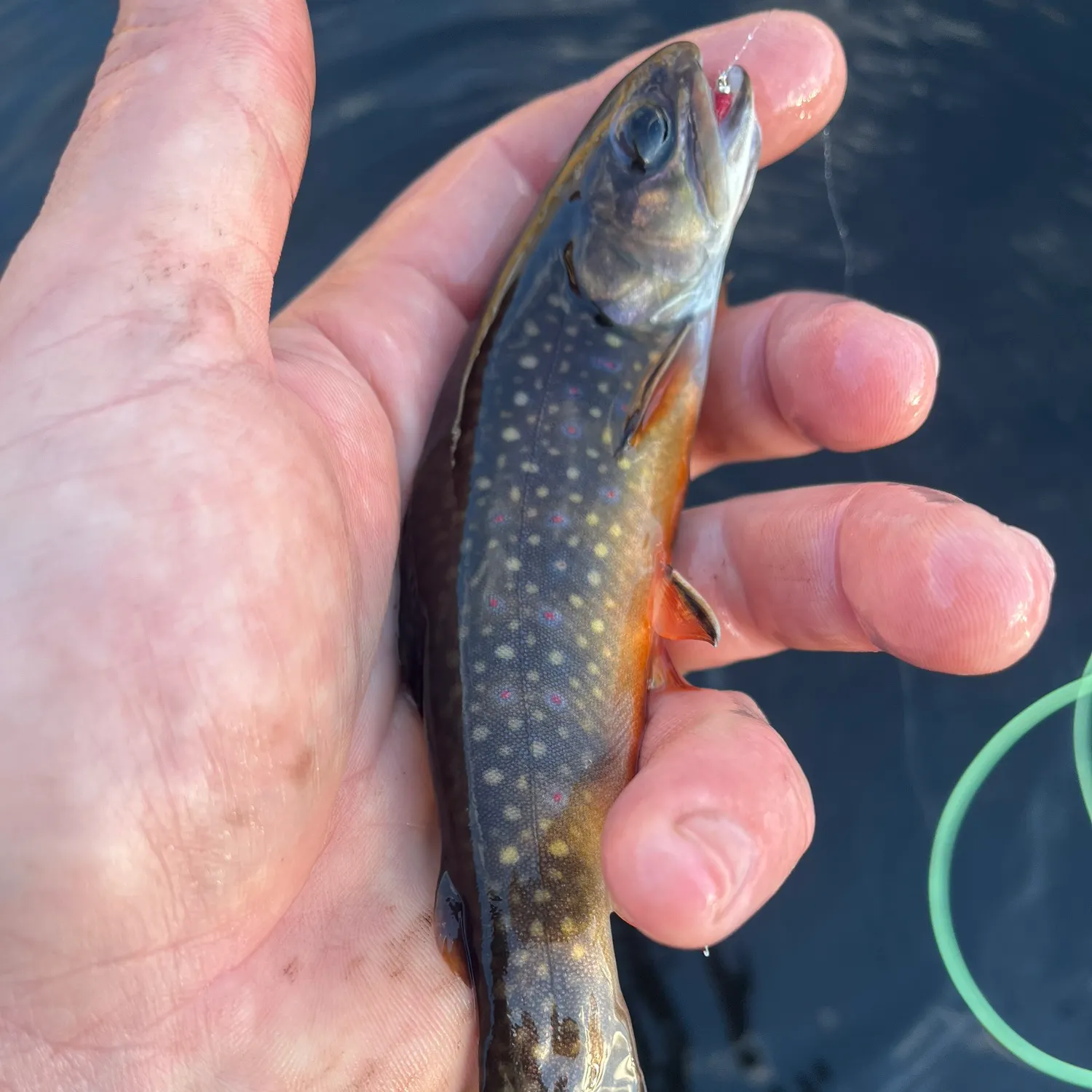 The most recent Brook trout catches on Fishbrain