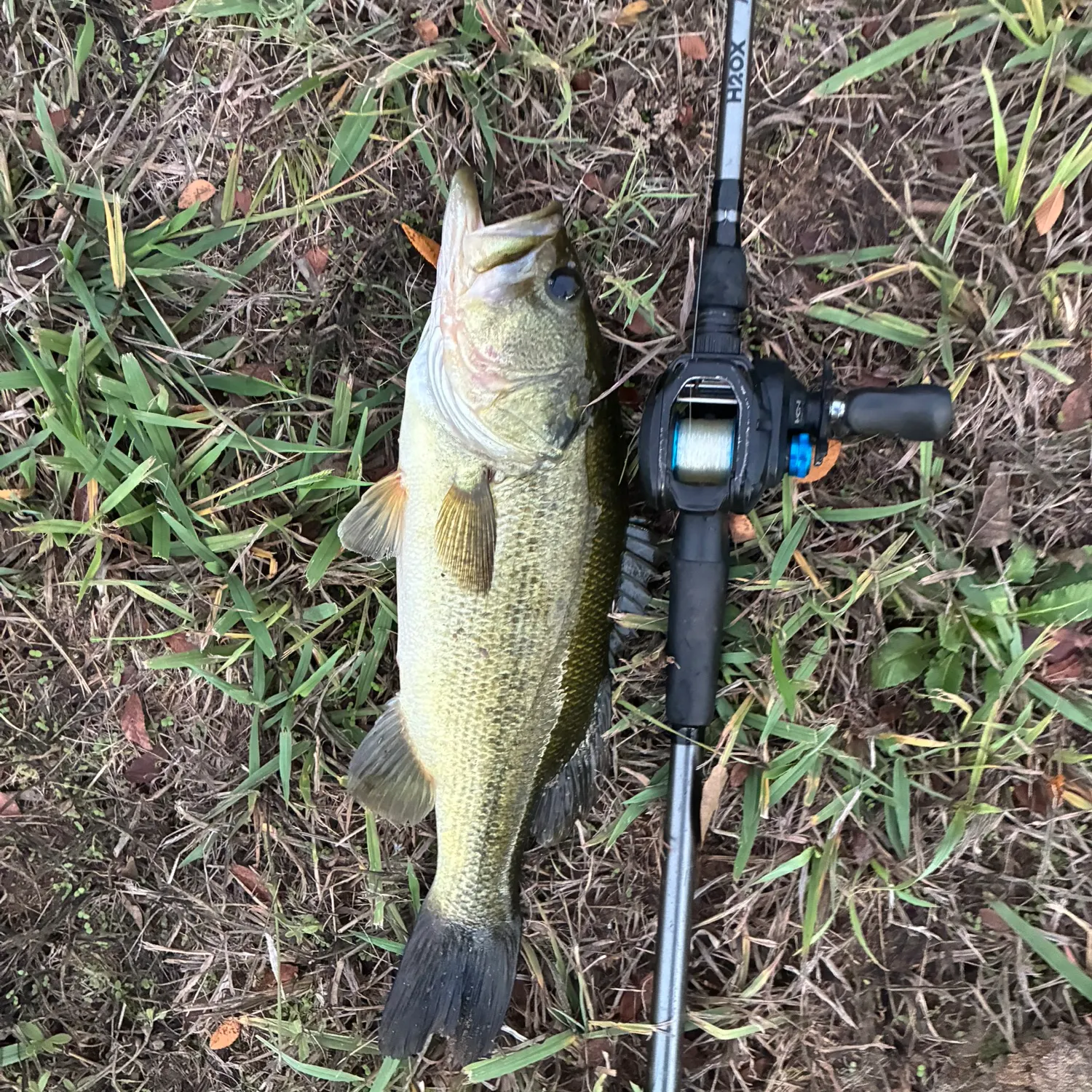 Largemouth bass caught on Fishbrain
