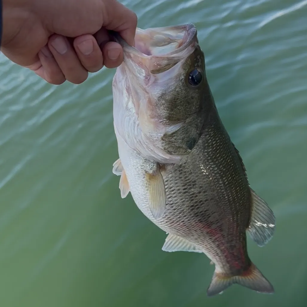 Fish caught on Fishbrain