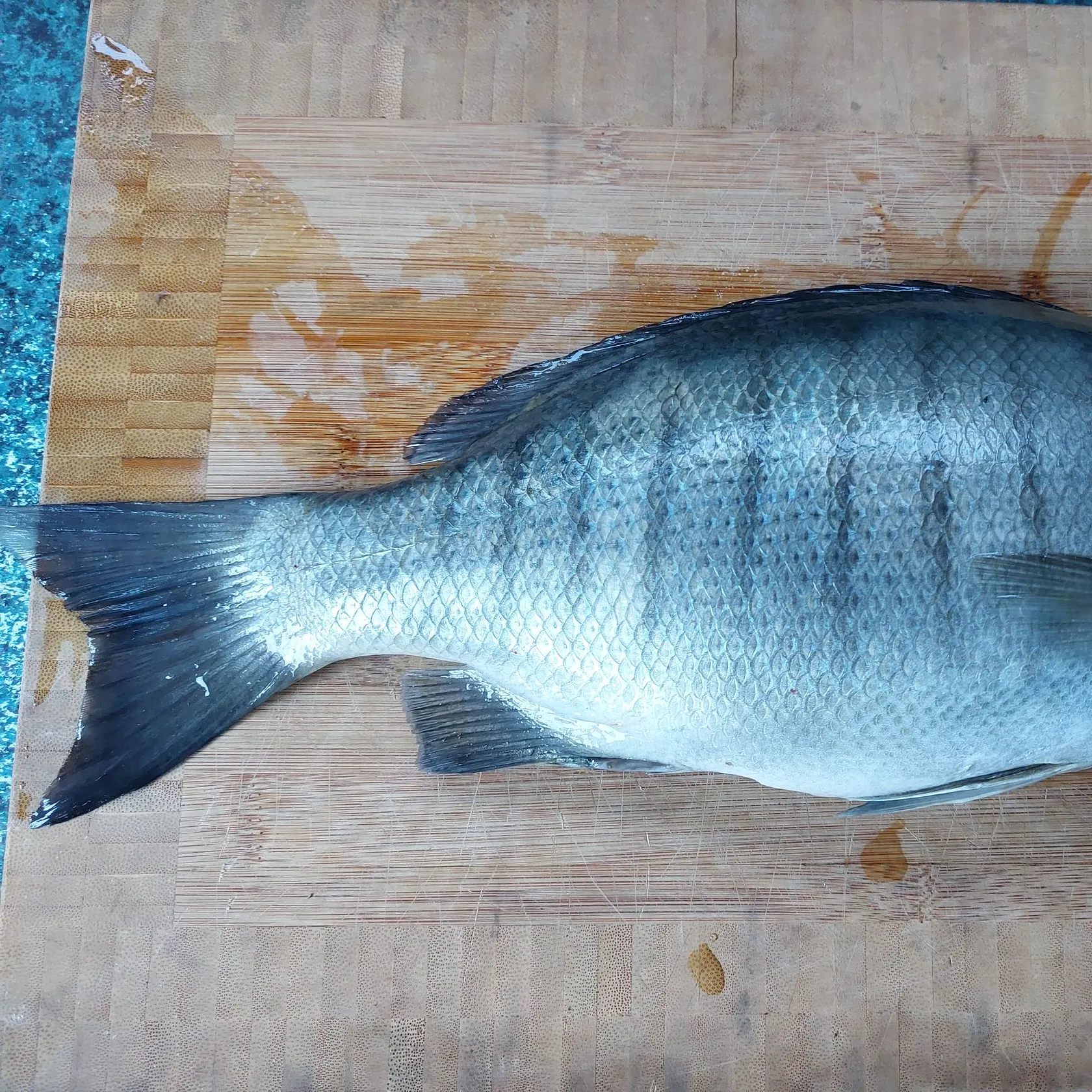 Luderick caught on Fishbrain
