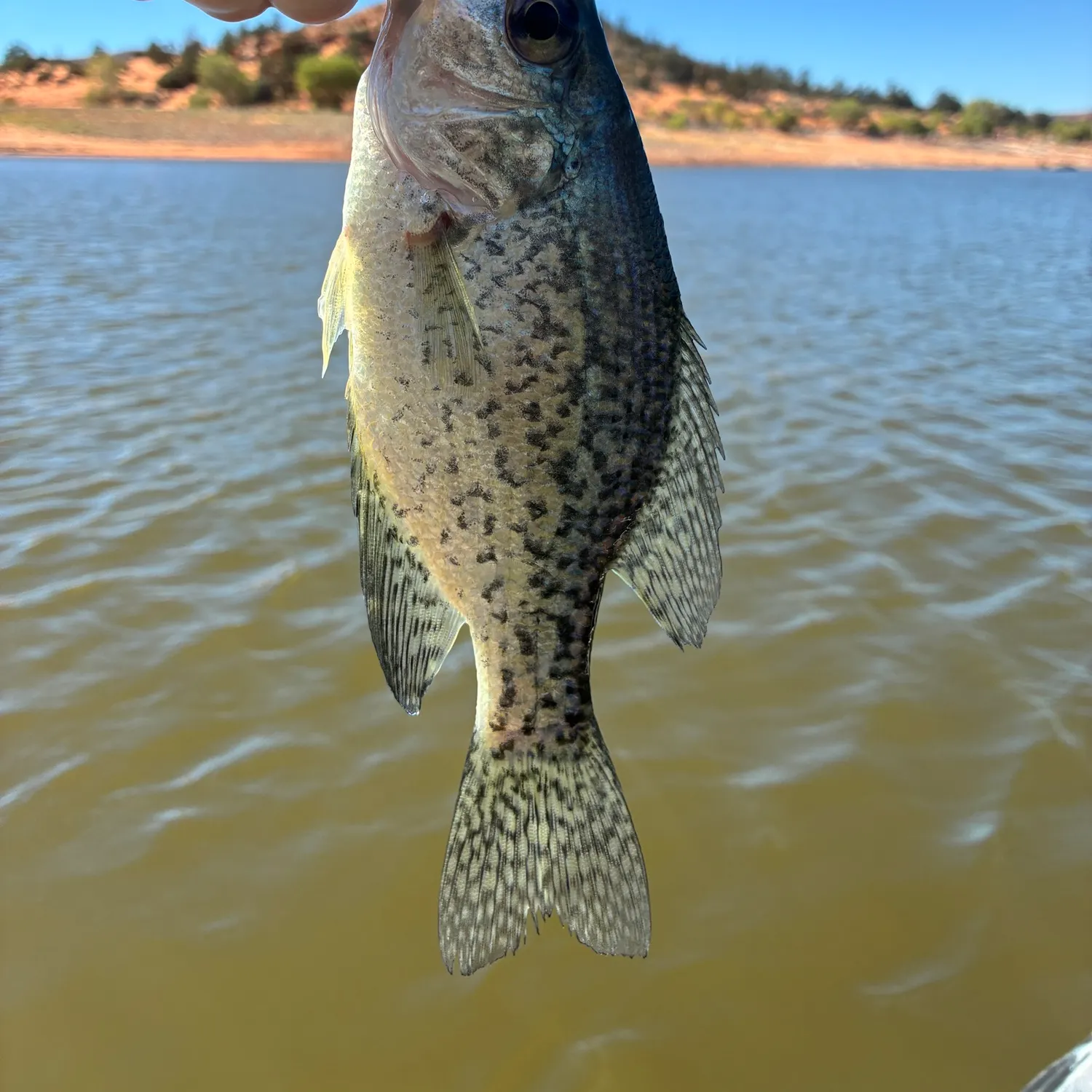 Black crappie caught on Fishbrain
