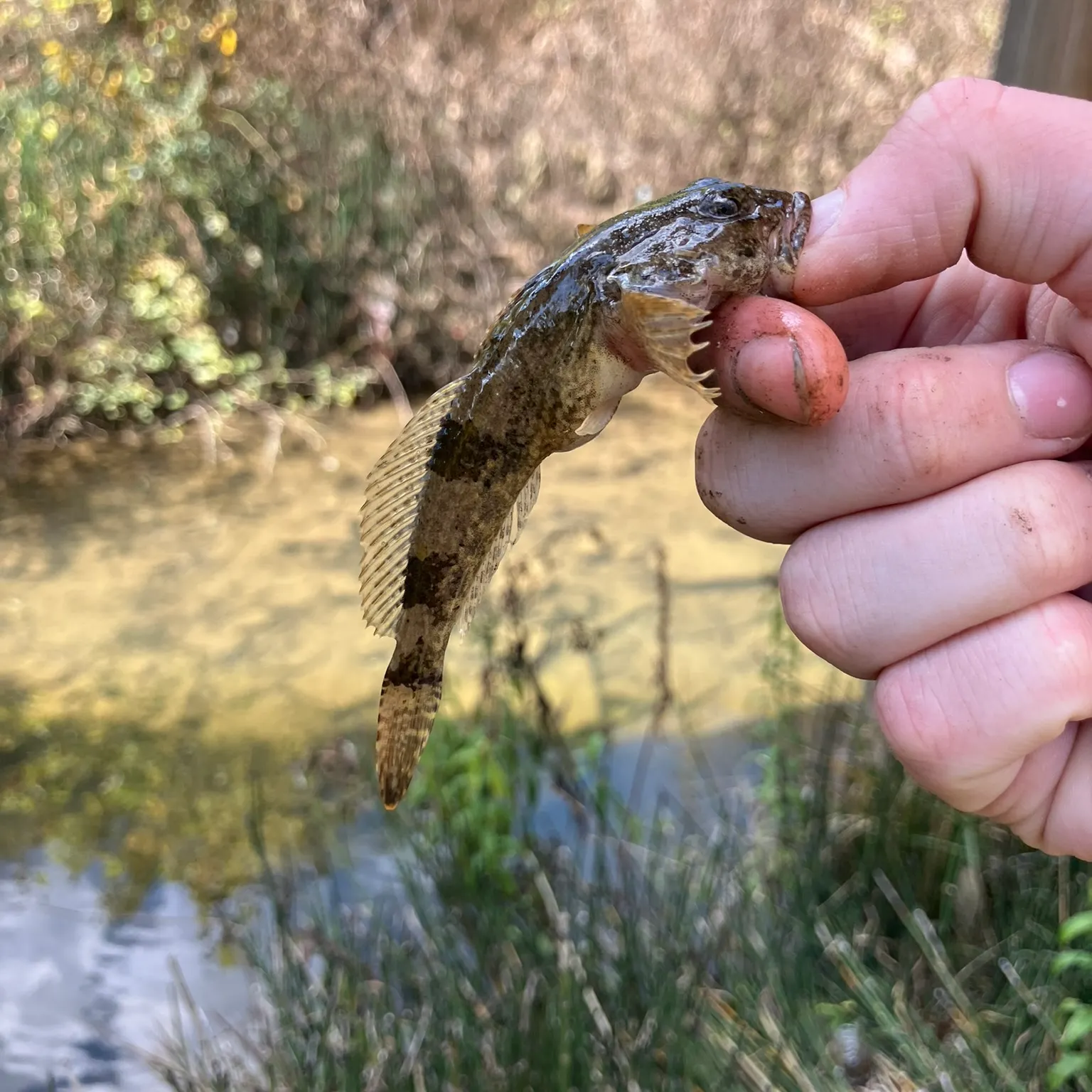 The most recent Mottled sculpin catches on Fishbrain