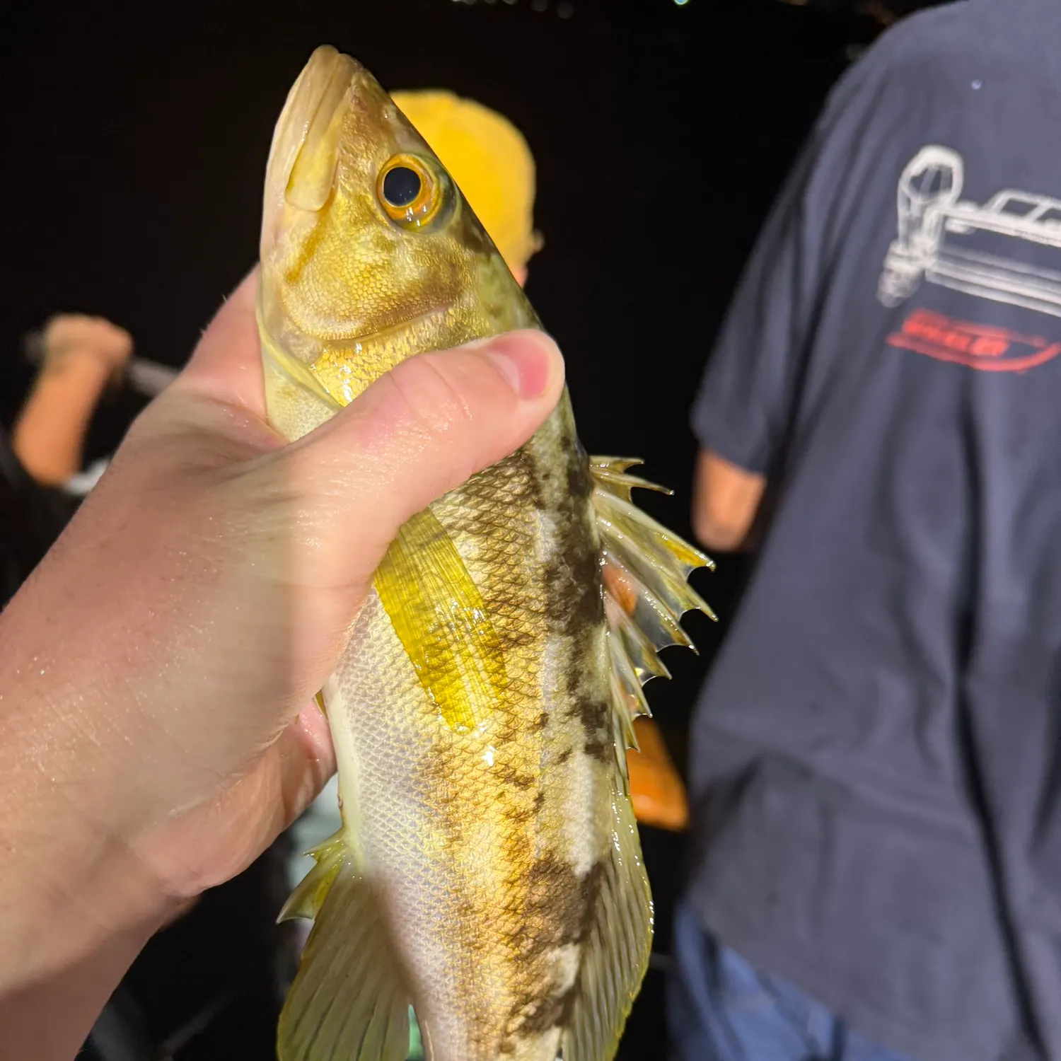 Kelp bass caught on Fishbrain