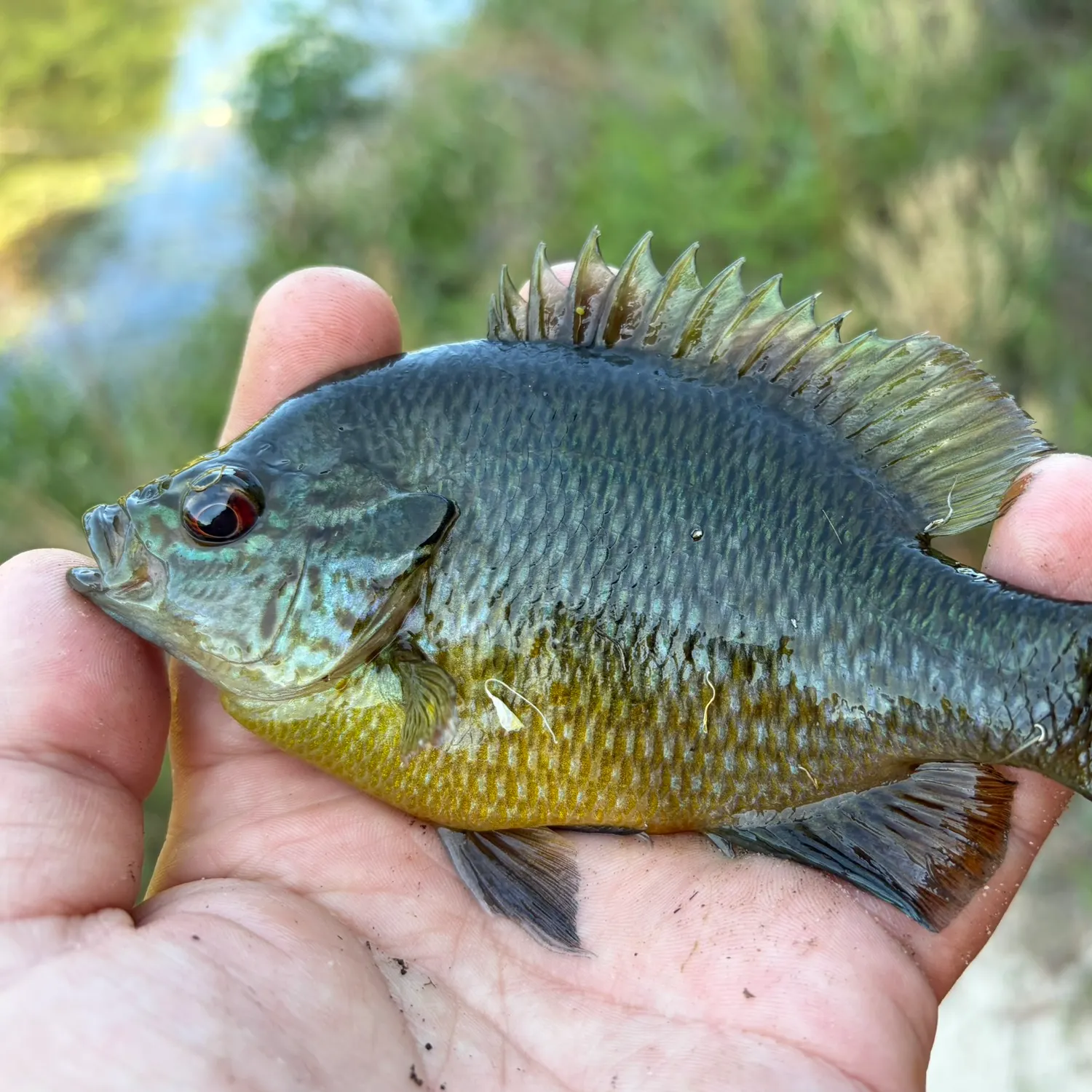 The most recent Redspotted sunfish x bluegill catches on Fishbrain