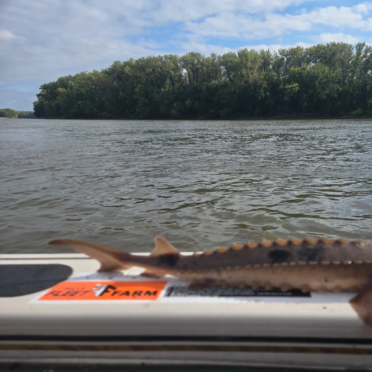 Lake sturgeon caught on Fishbrain