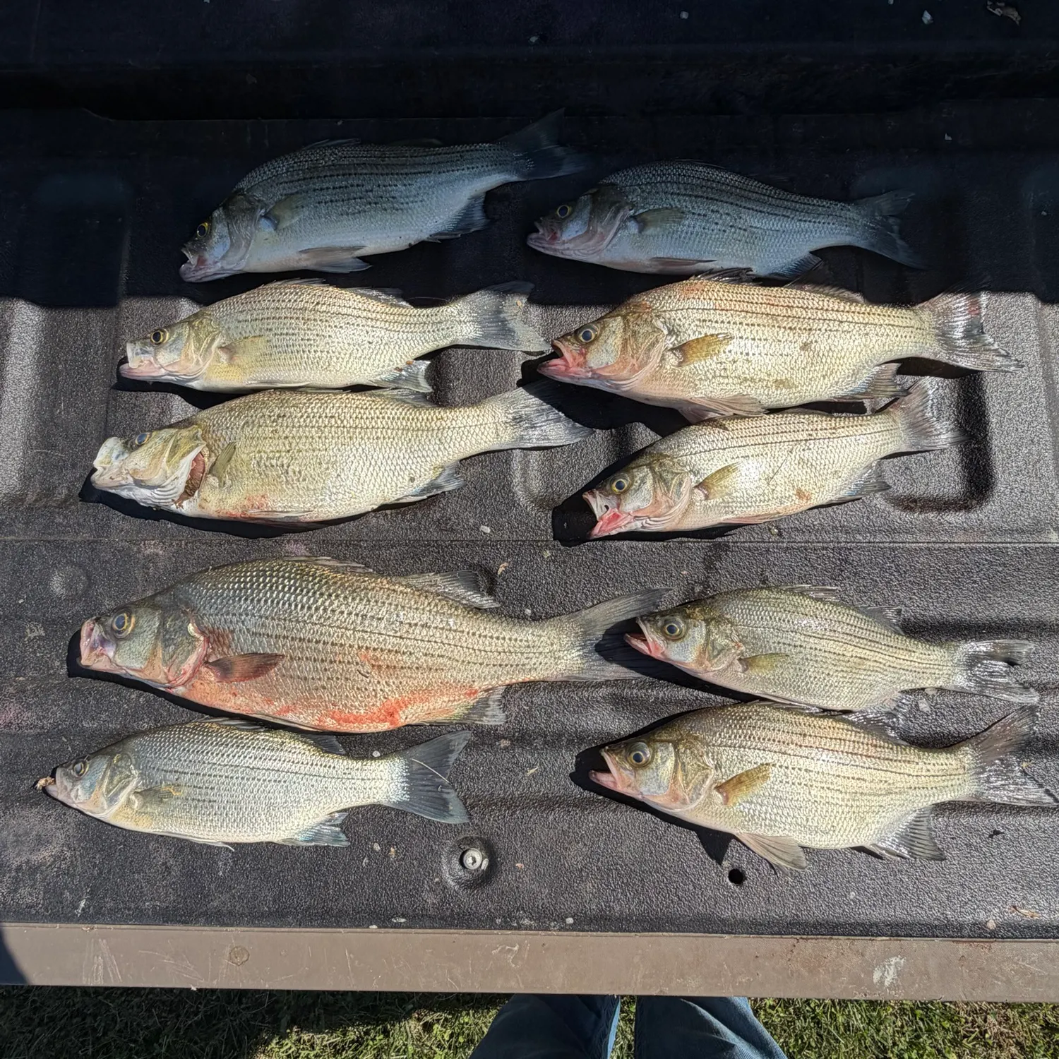 White bass caught on Fishbrain
