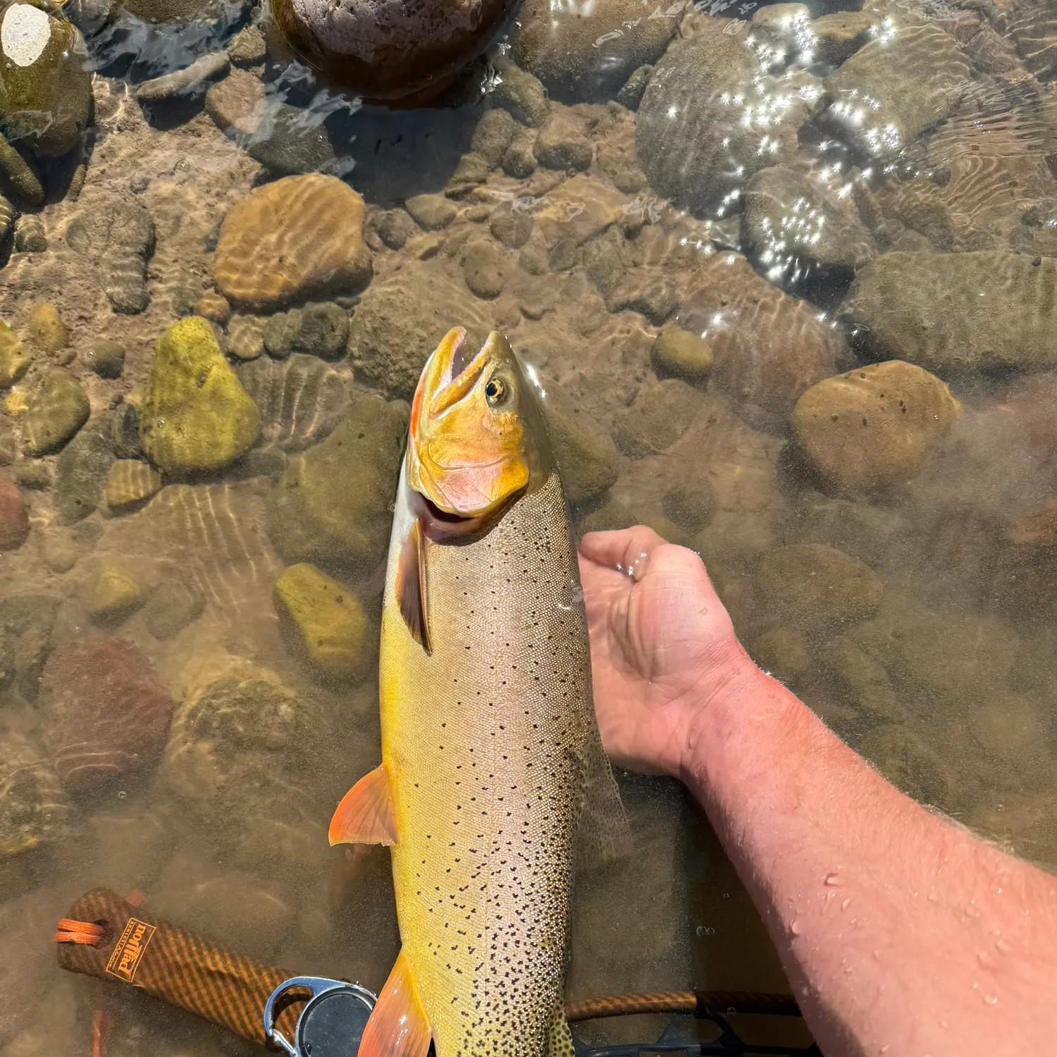 Snake River fine-spotted cutthroat trout caught on Fishbrain