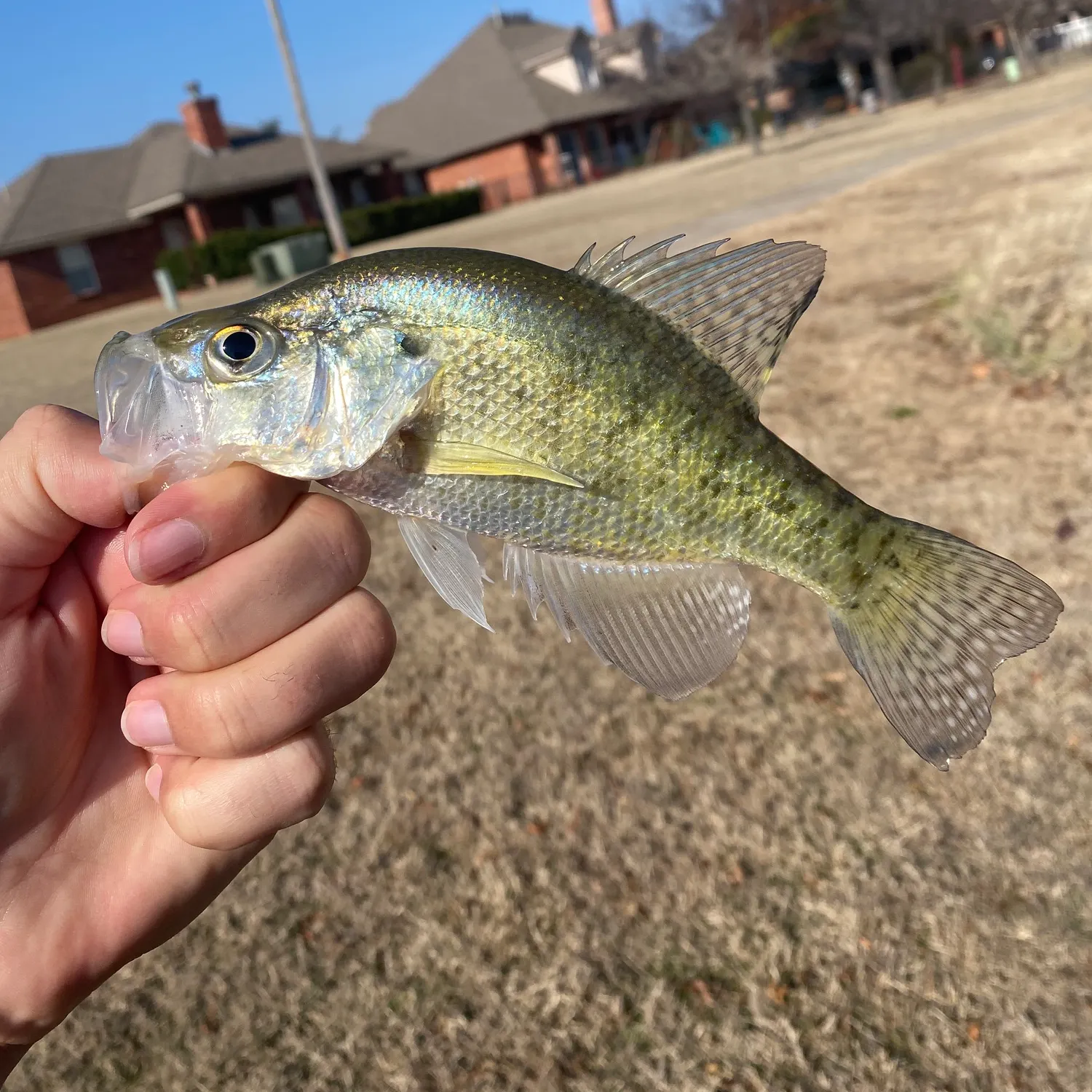 The most recent White crappie catches on Fishbrain