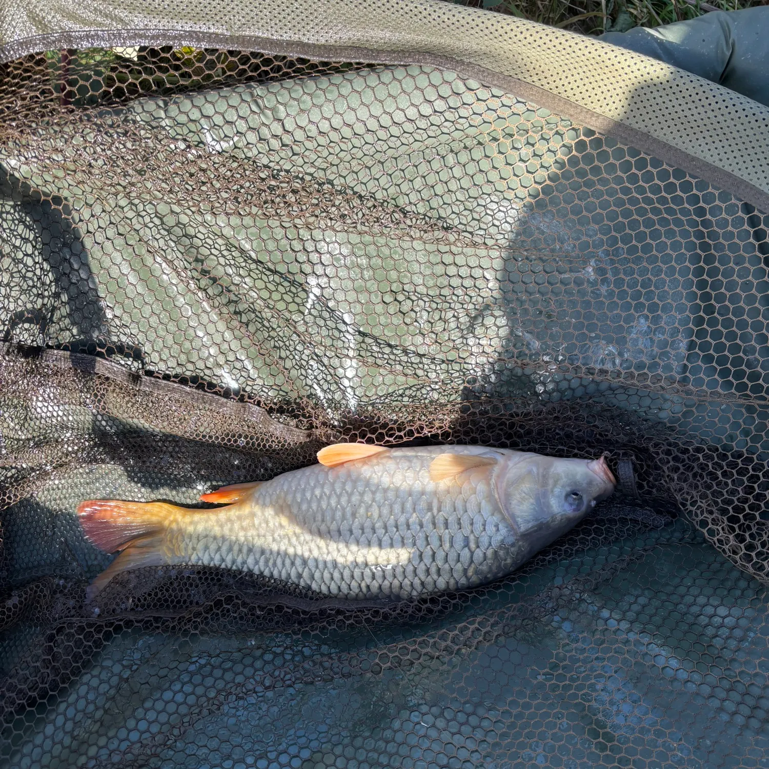 Common carp caught on Fishbrain