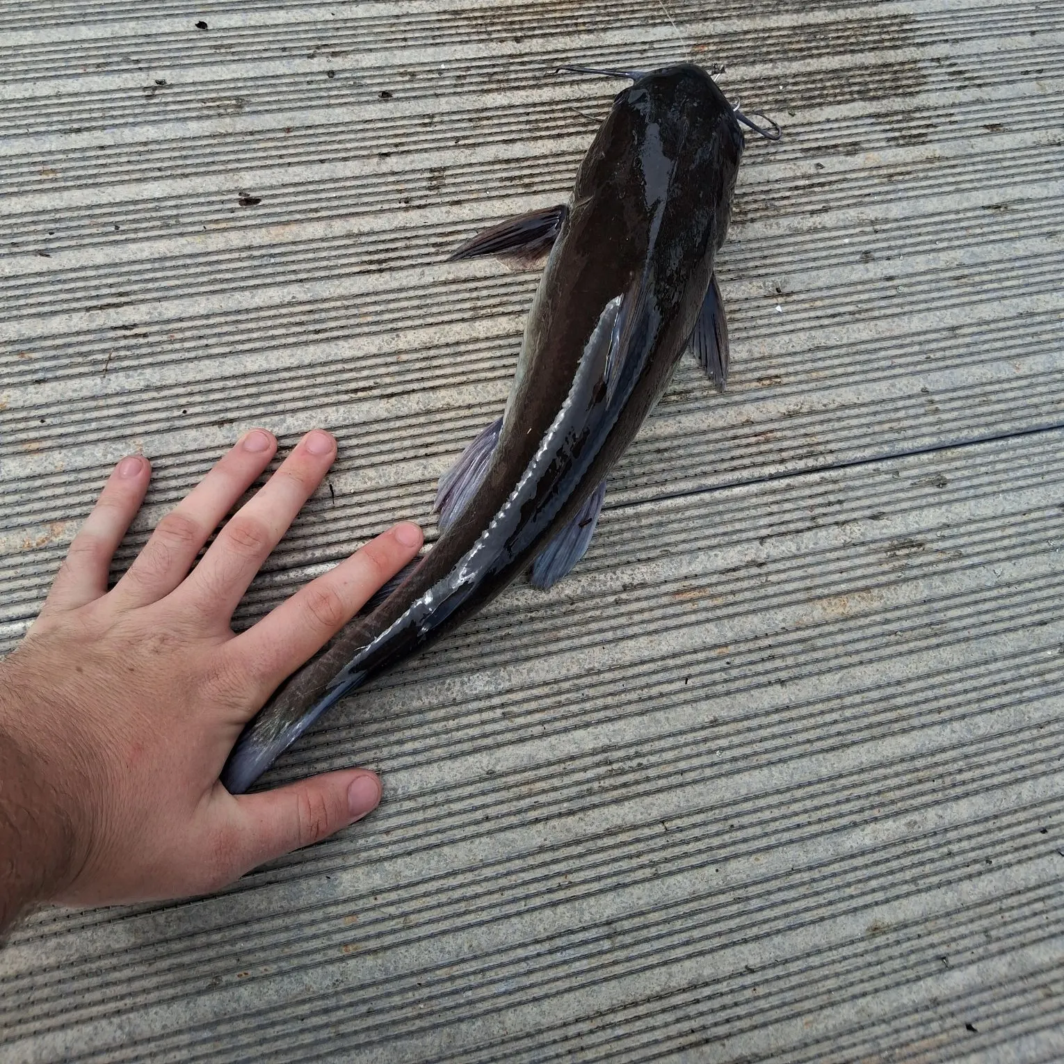 Hardhead sea catfish caught on Fishbrain