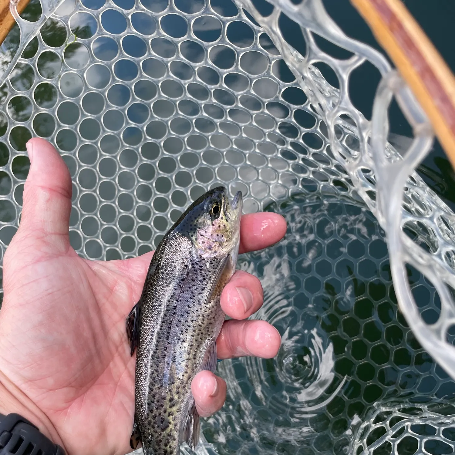 Rainbow trout caught on Fishbrain