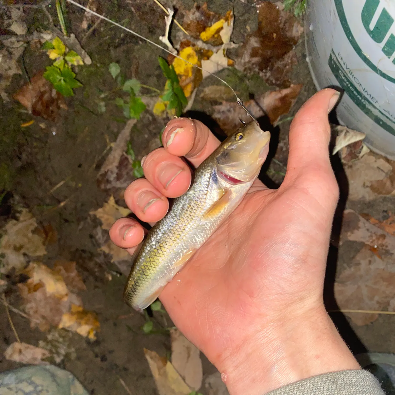 Creek chub caught on Fishbrain