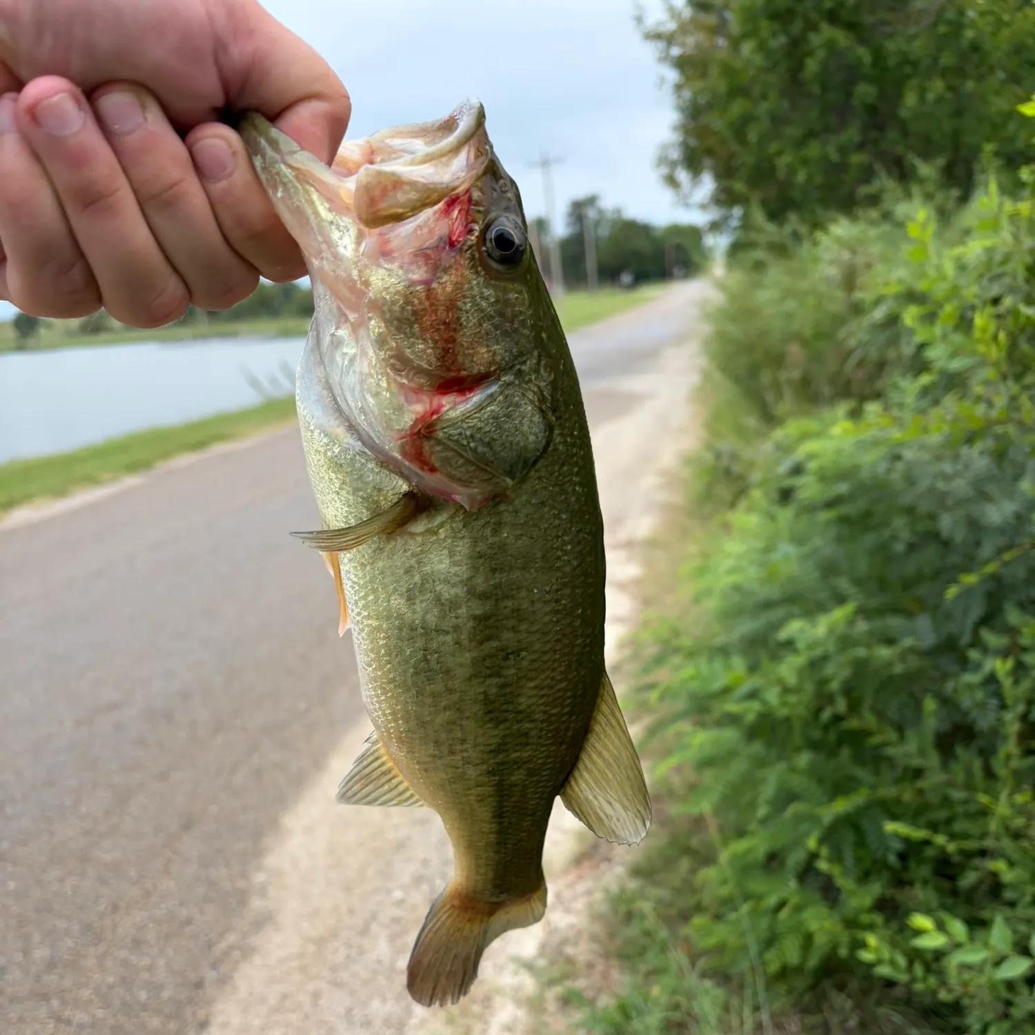 Largemouth bass caught on Fishbrain