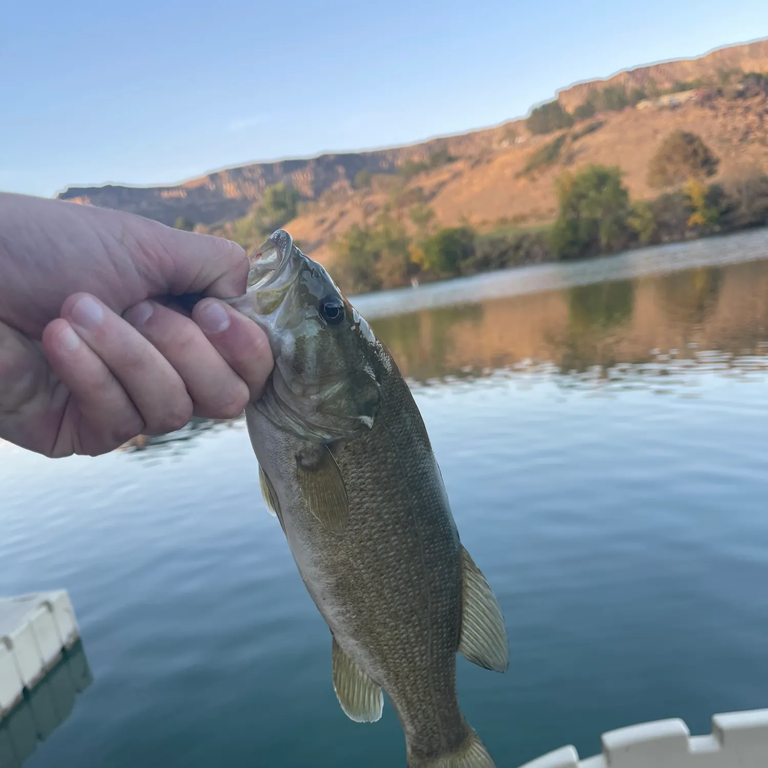 Smallmouth bass caught on Fishbrain