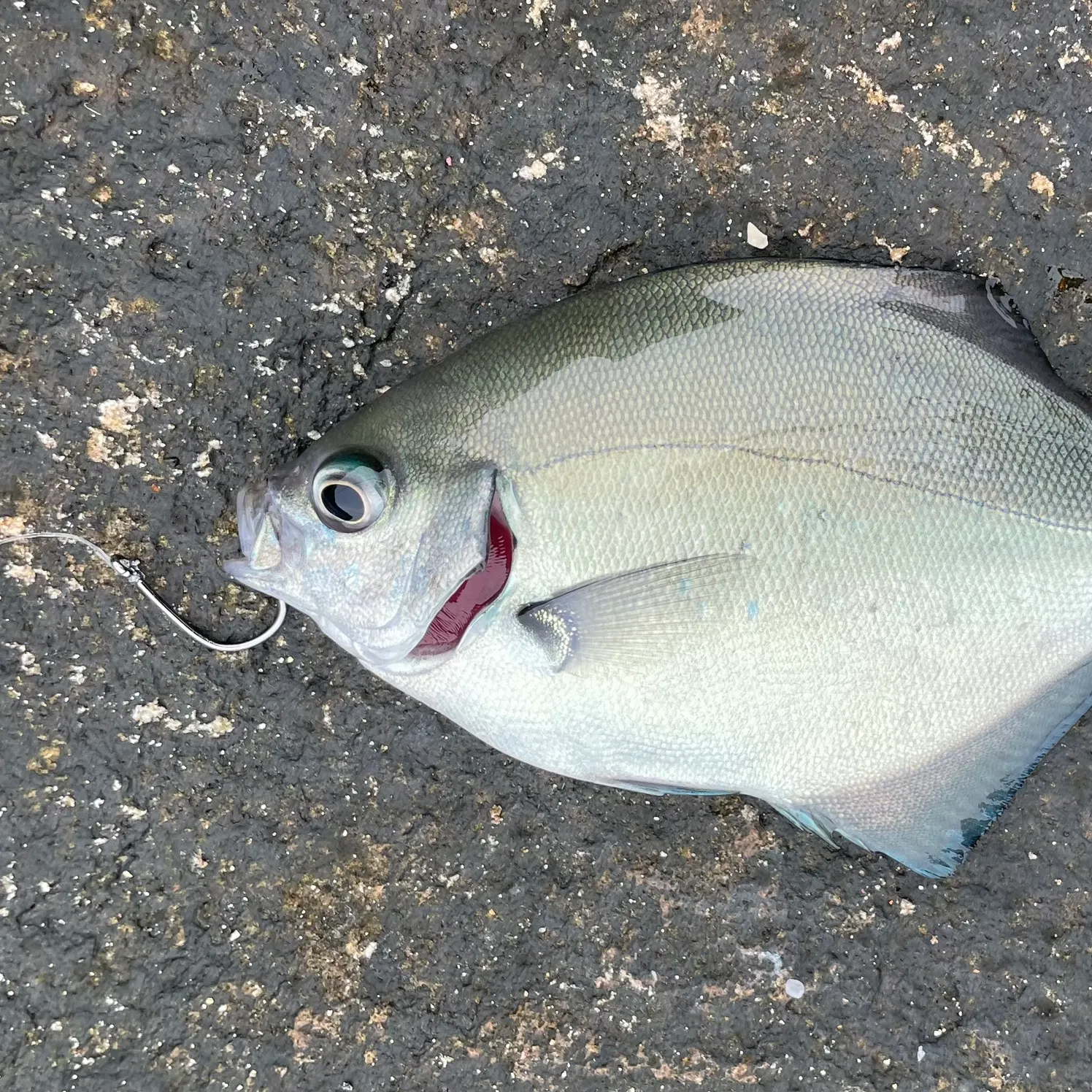 The most recent Silver sweep catches on Fishbrain