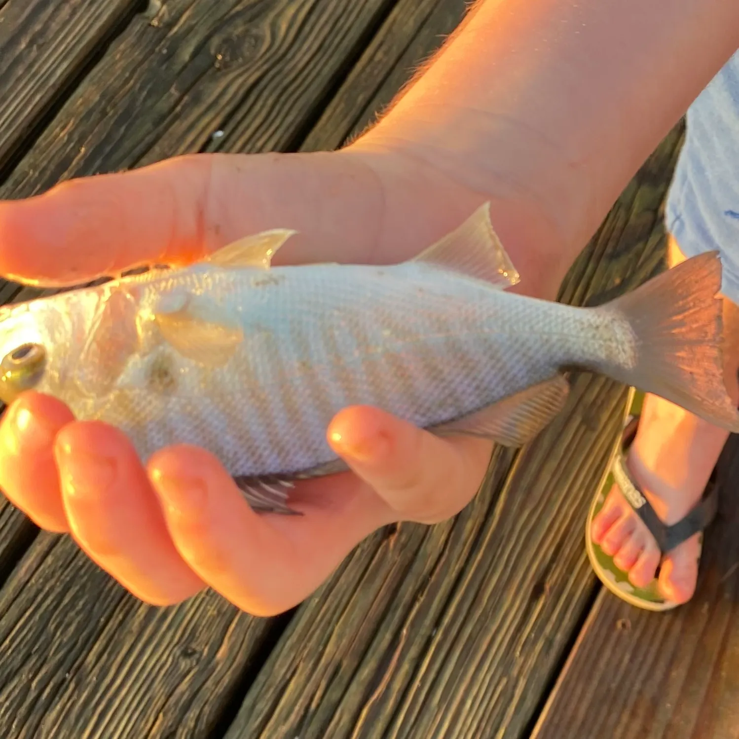 The most recent Spot croaker catches on Fishbrain