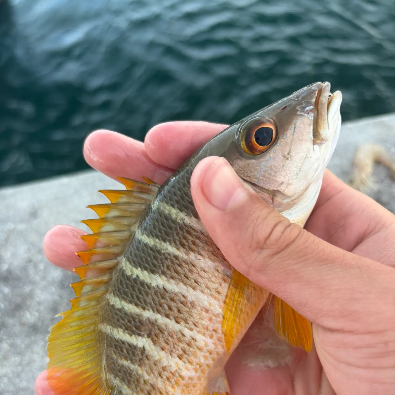 The most recent Schoolmaster snapper catches on Fishbrain