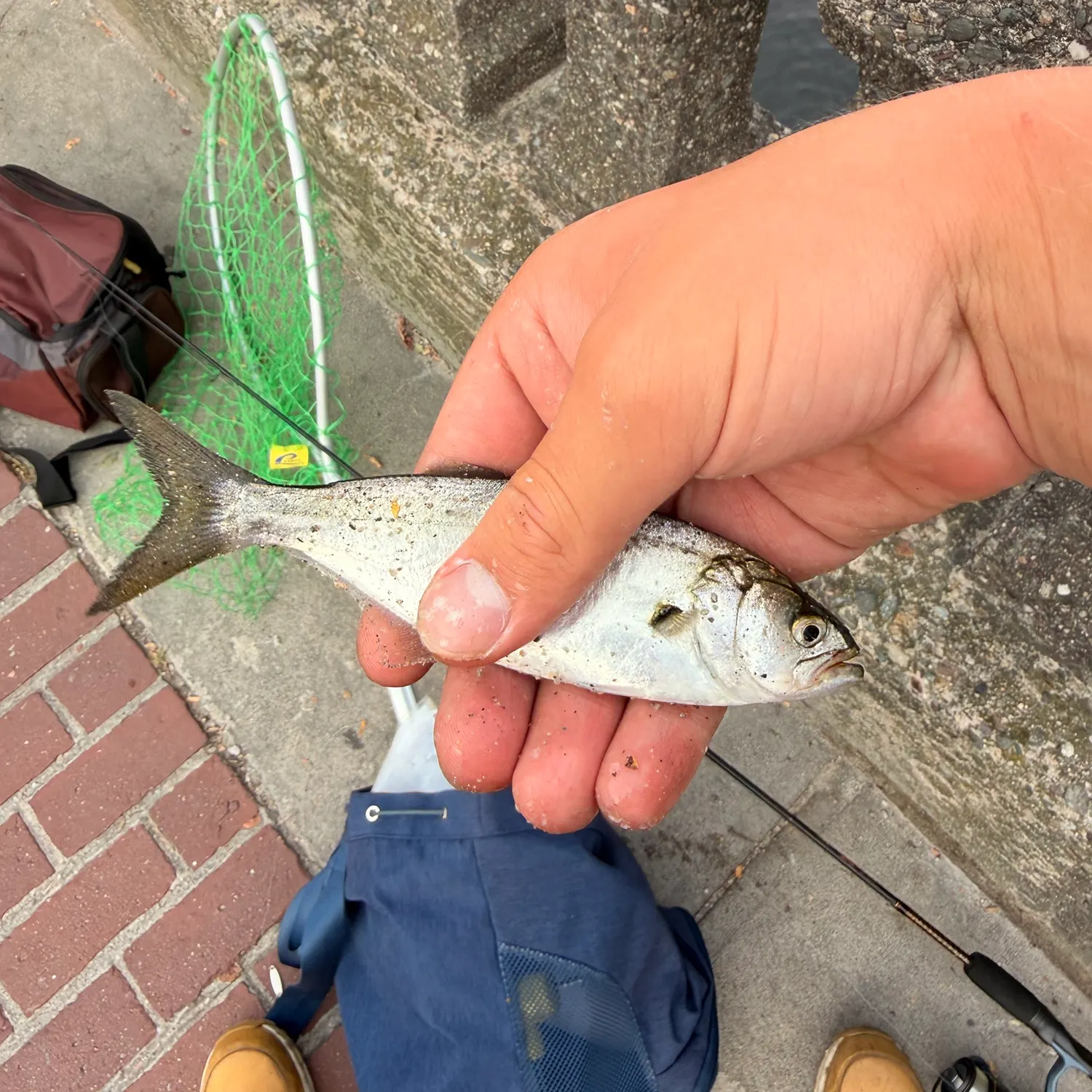 Bluefish caught on Fishbrain
