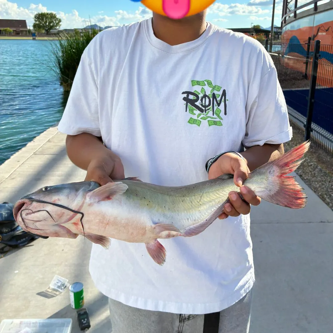 Channel catfish caught on Fishbrain