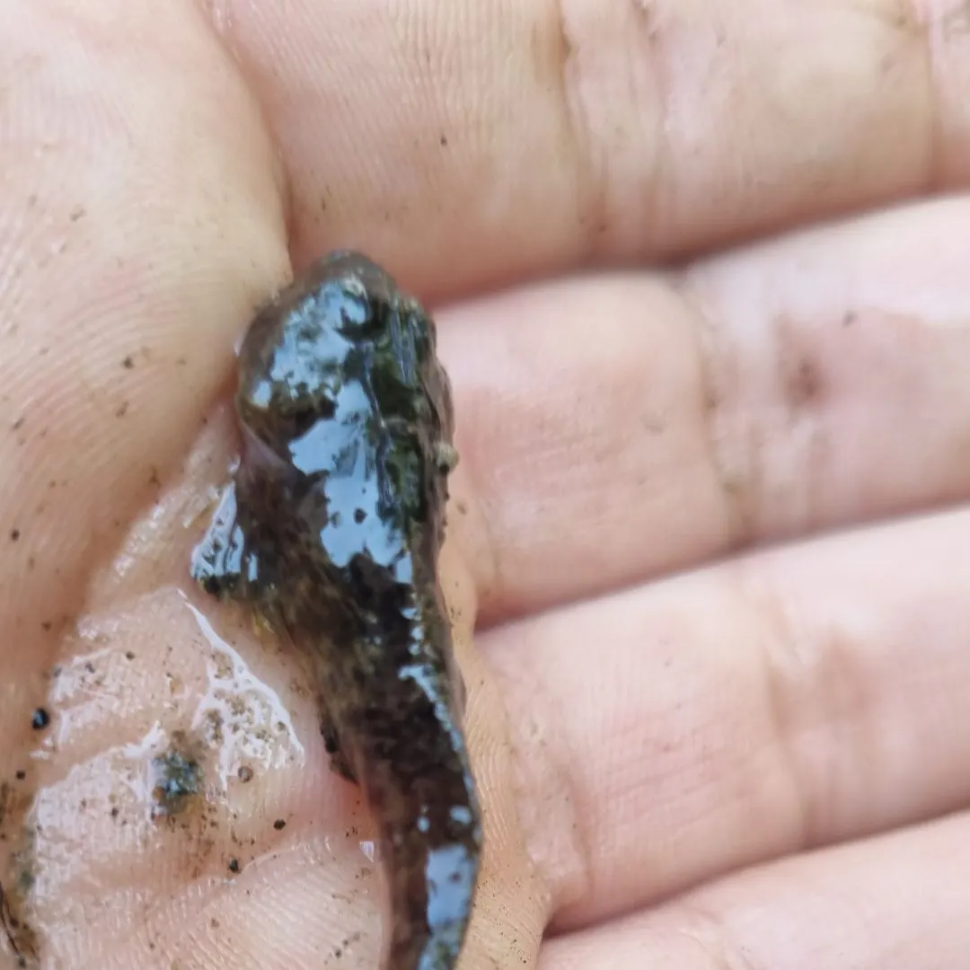 The most recent European bullhead catches on Fishbrain