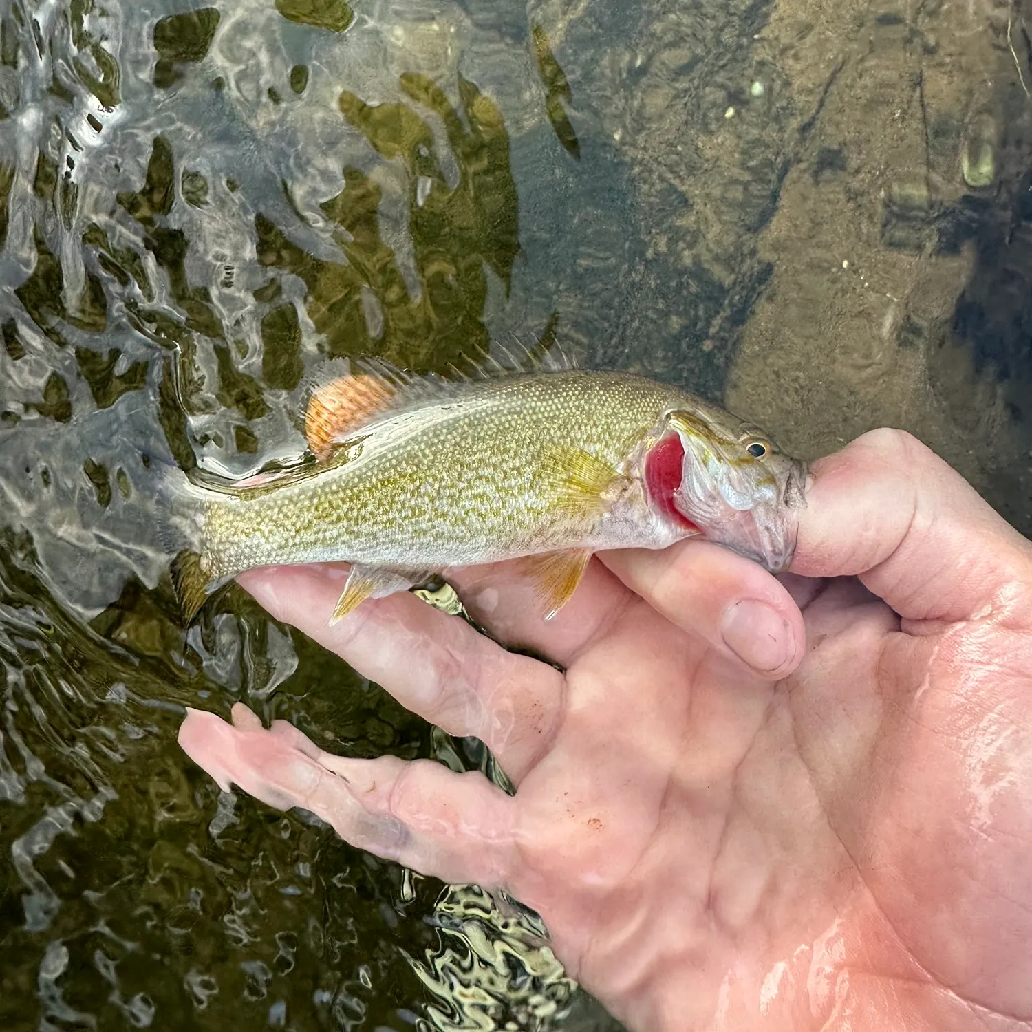 Smallmouth bass caught on Fishbrain