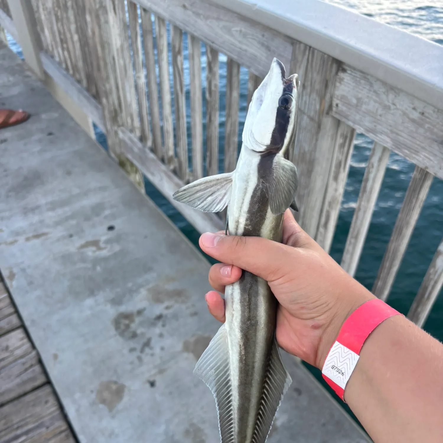 The most recent Common remora catches on Fishbrain