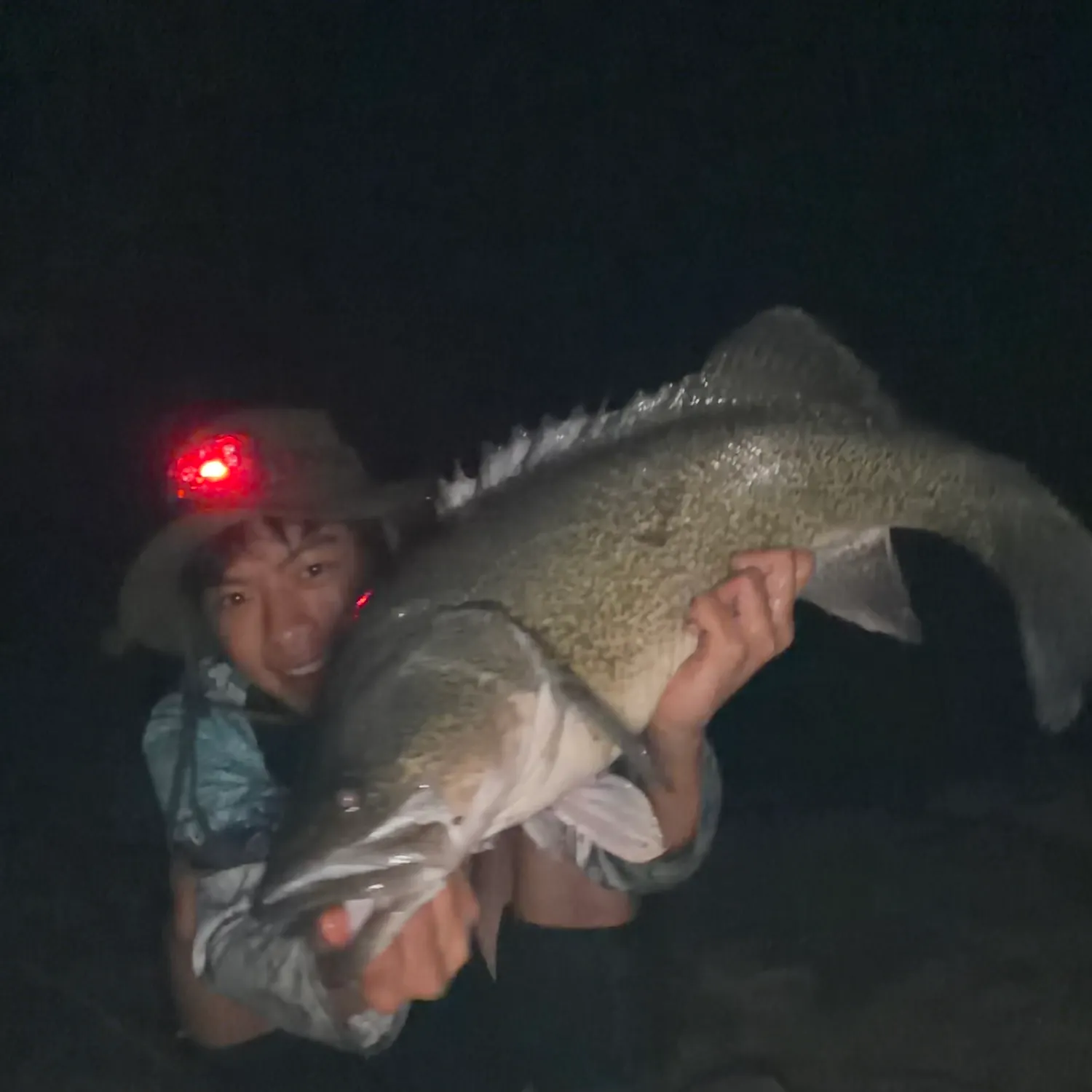The most recent Murray cod catches on Fishbrain