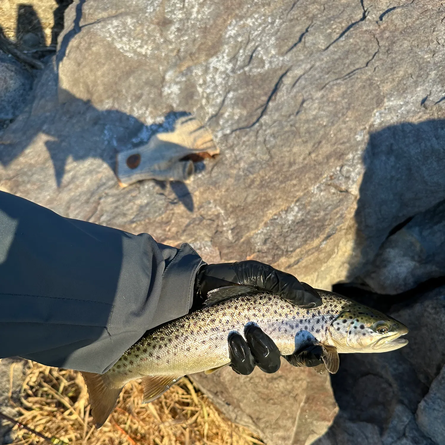 The most recent Brown trout catches on Fishbrain