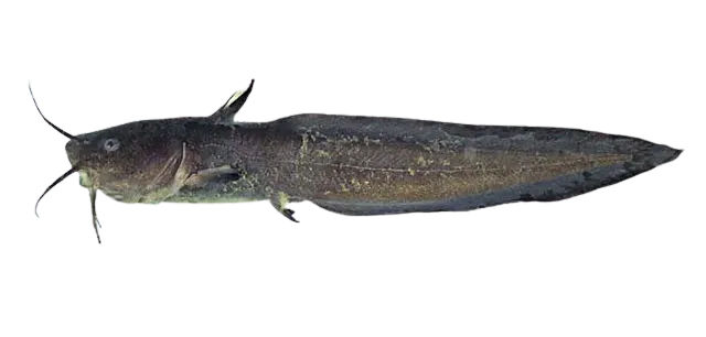 Gray eel-catfish