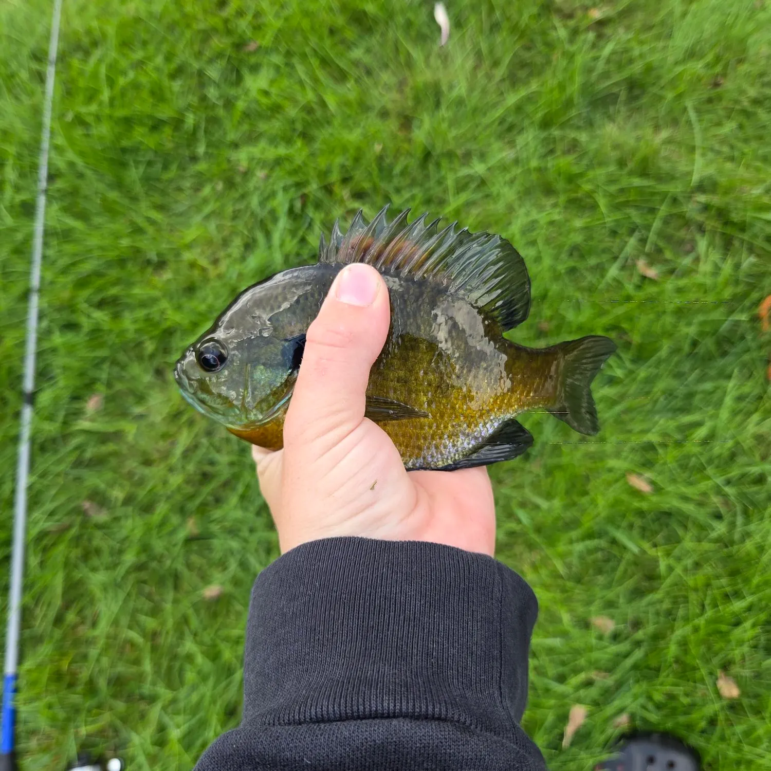 Bluegill caught on Fishbrain