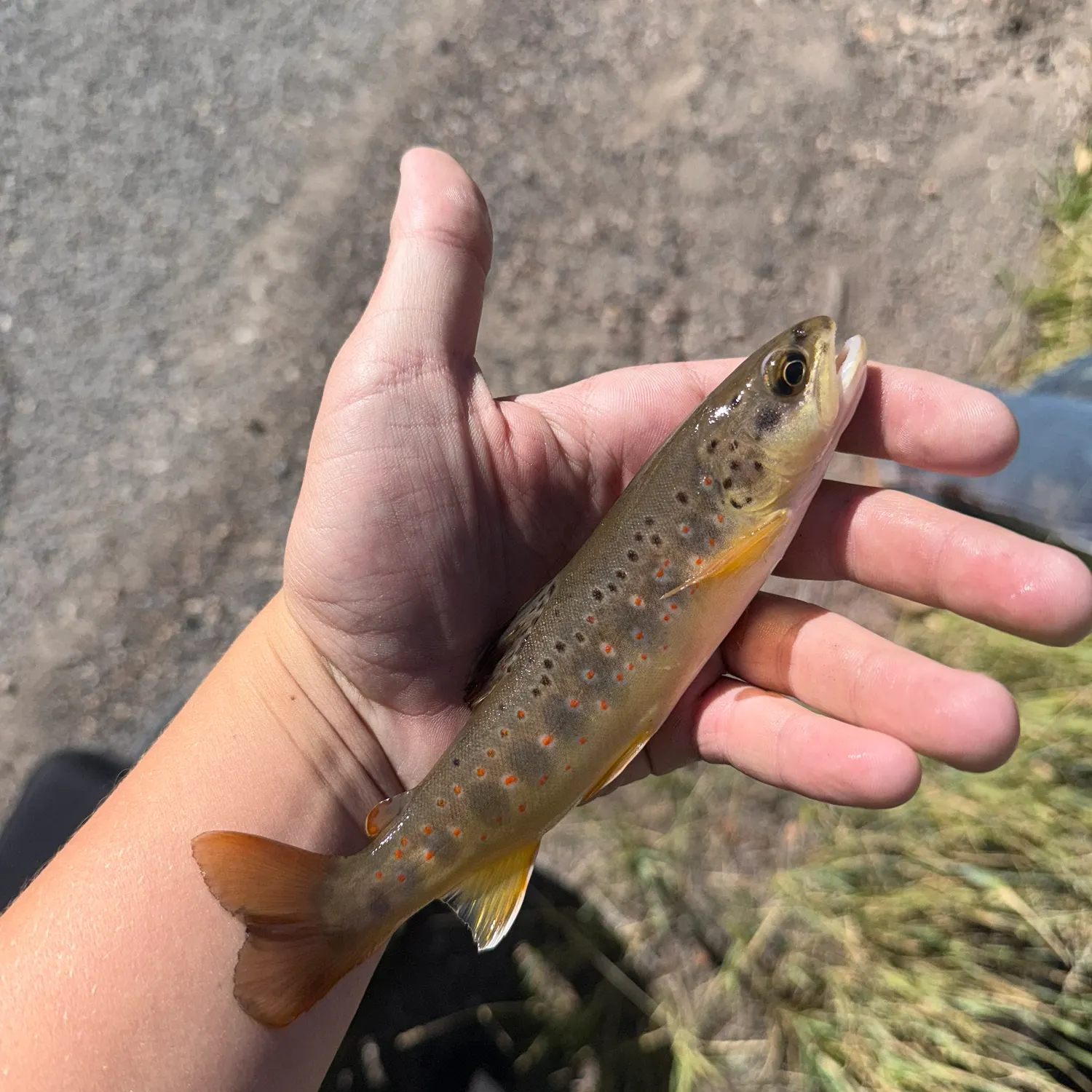 Brown trout caught on Fishbrain