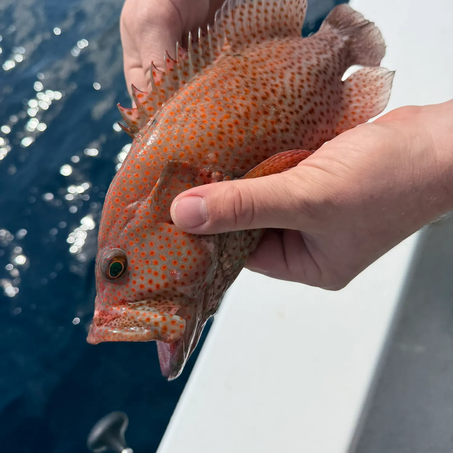 The most recent Speckled hind catches on Fishbrain