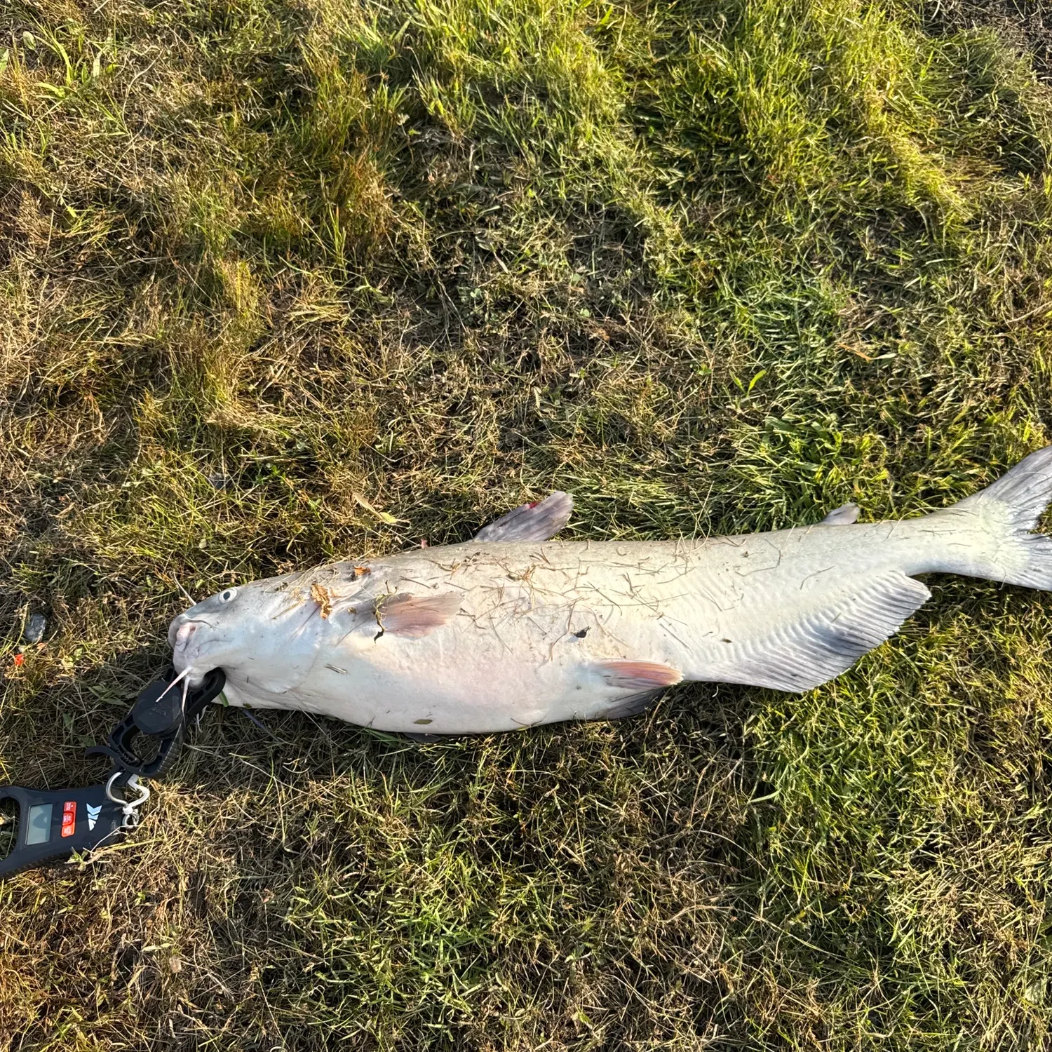 Blue catfish caught on Fishbrain