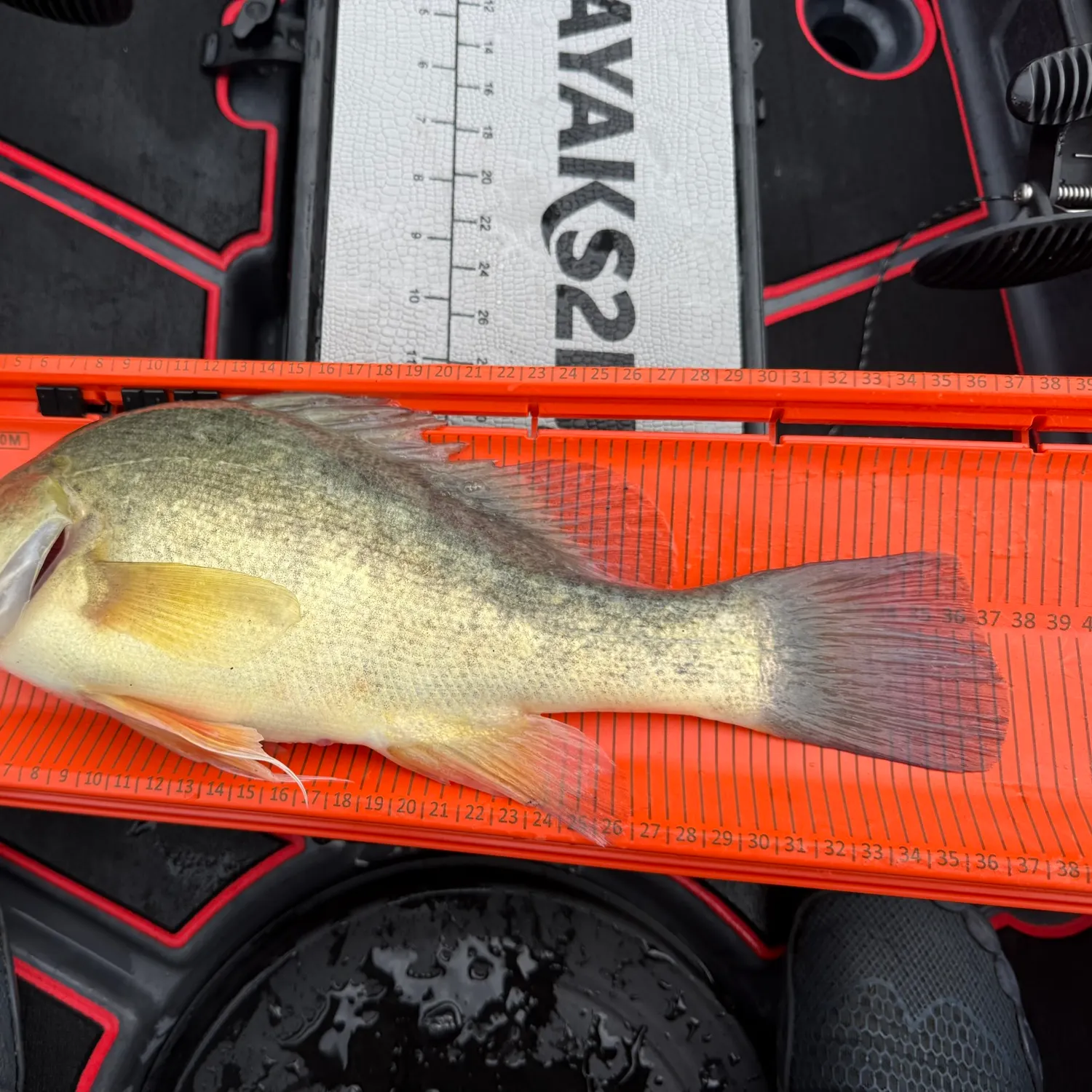 The most recent Golden perch catches on Fishbrain