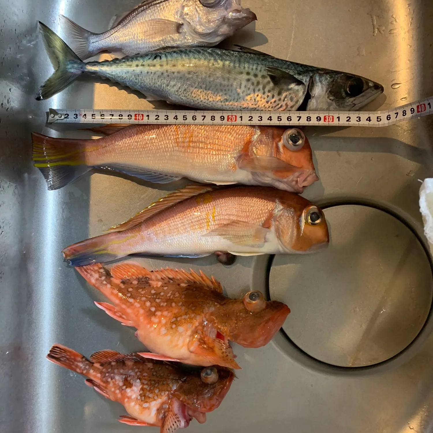 recently logged catches