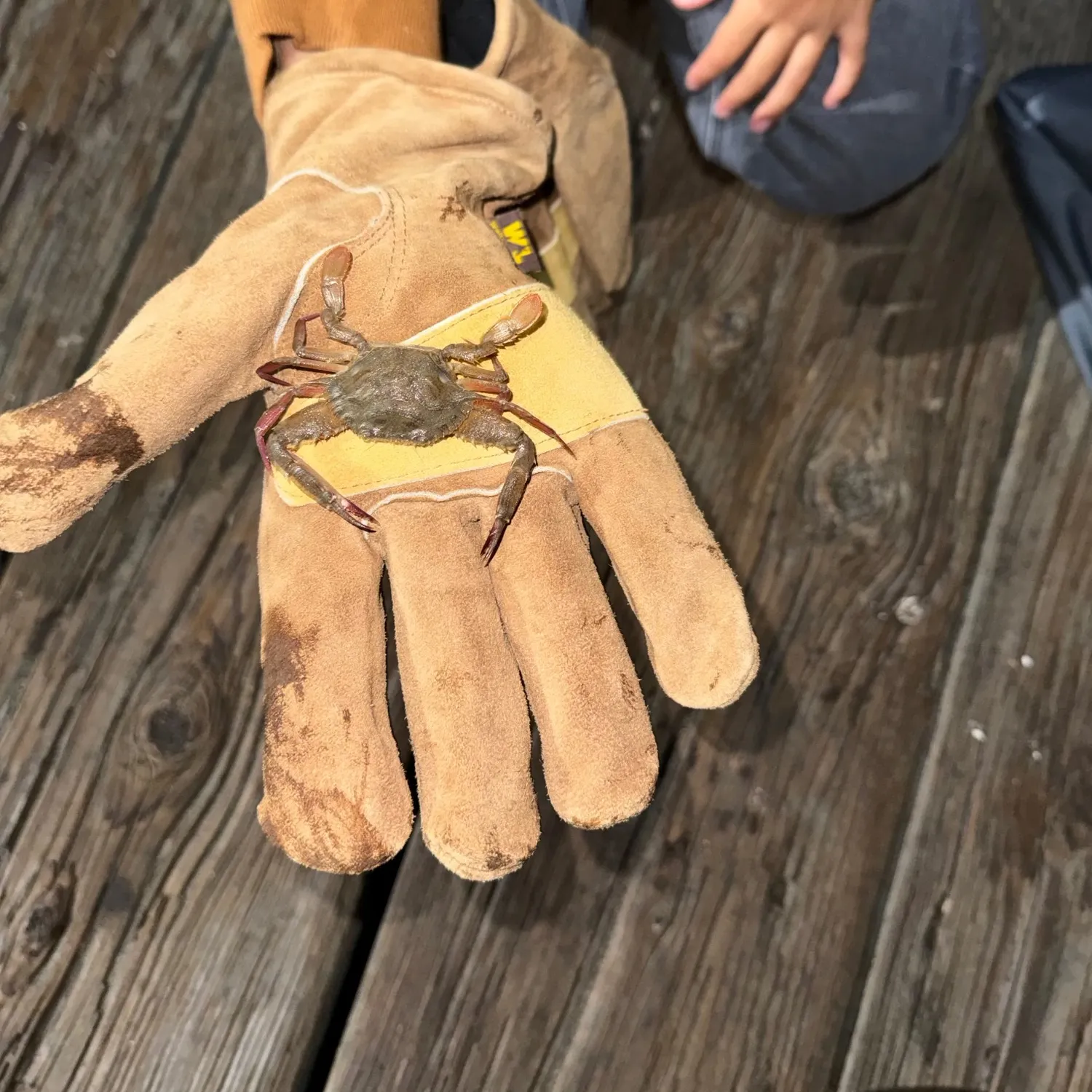 The most recent Dungeness crab catches on Fishbrain
