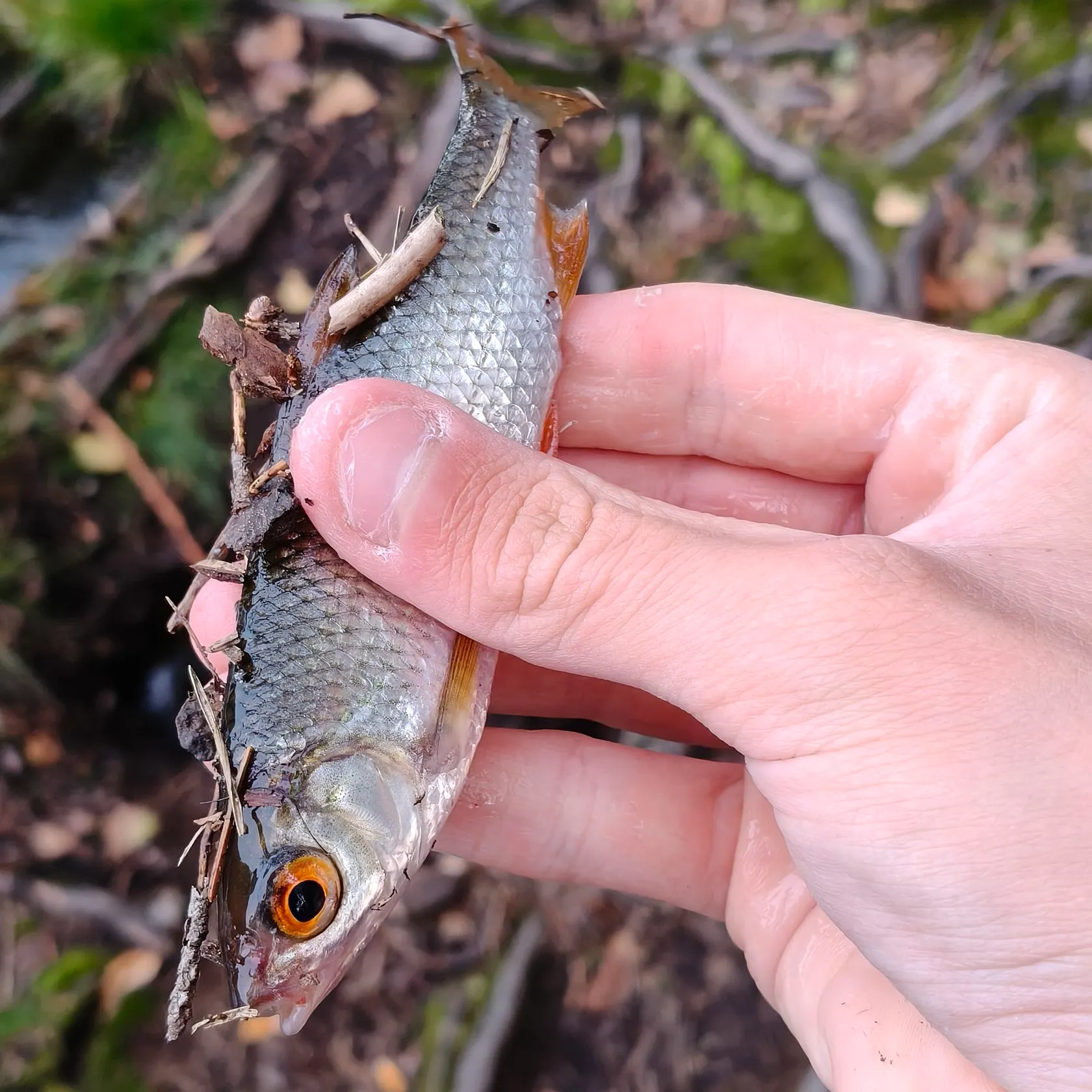 Common roach caught on Fishbrain
