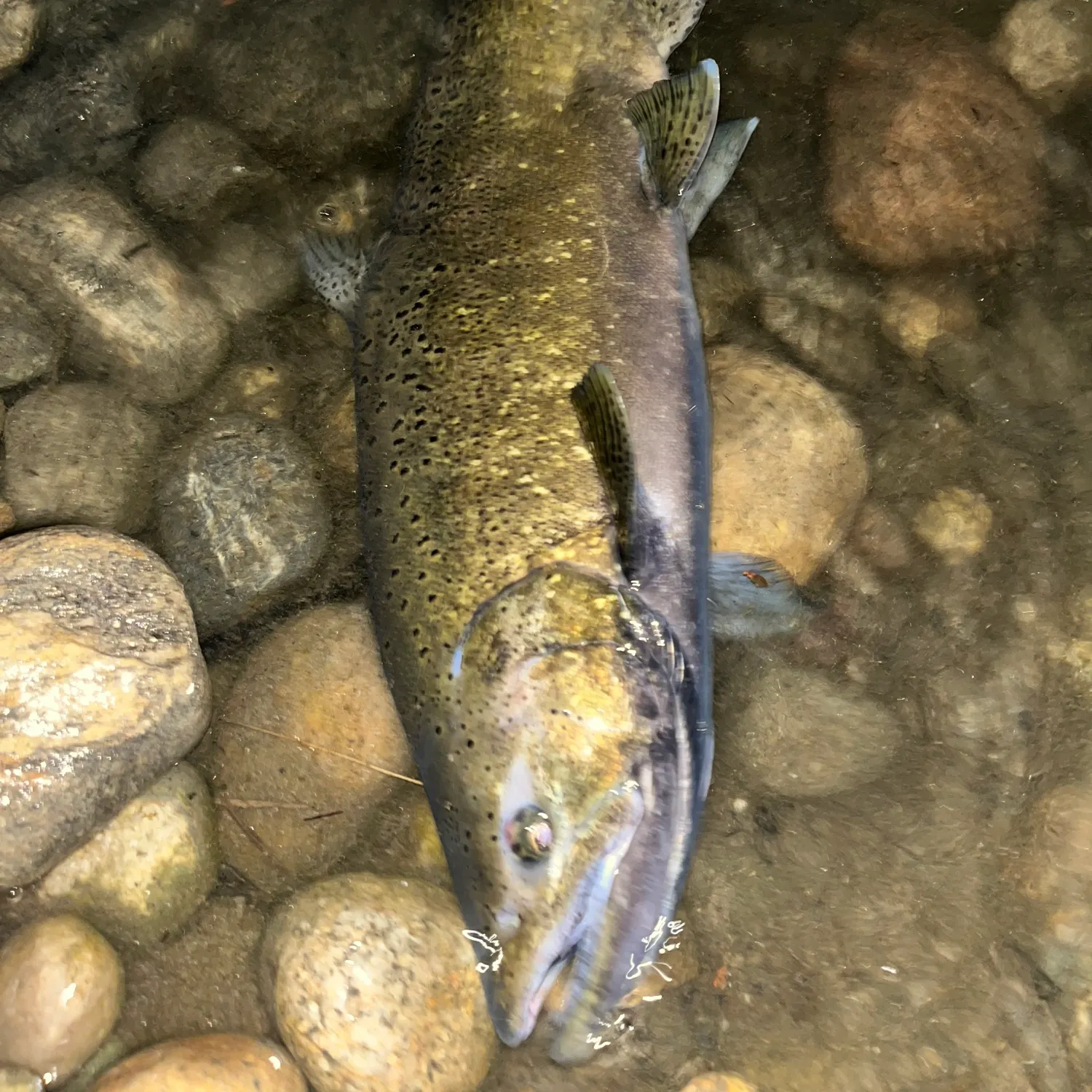 Chinook salmon caught on Fishbrain