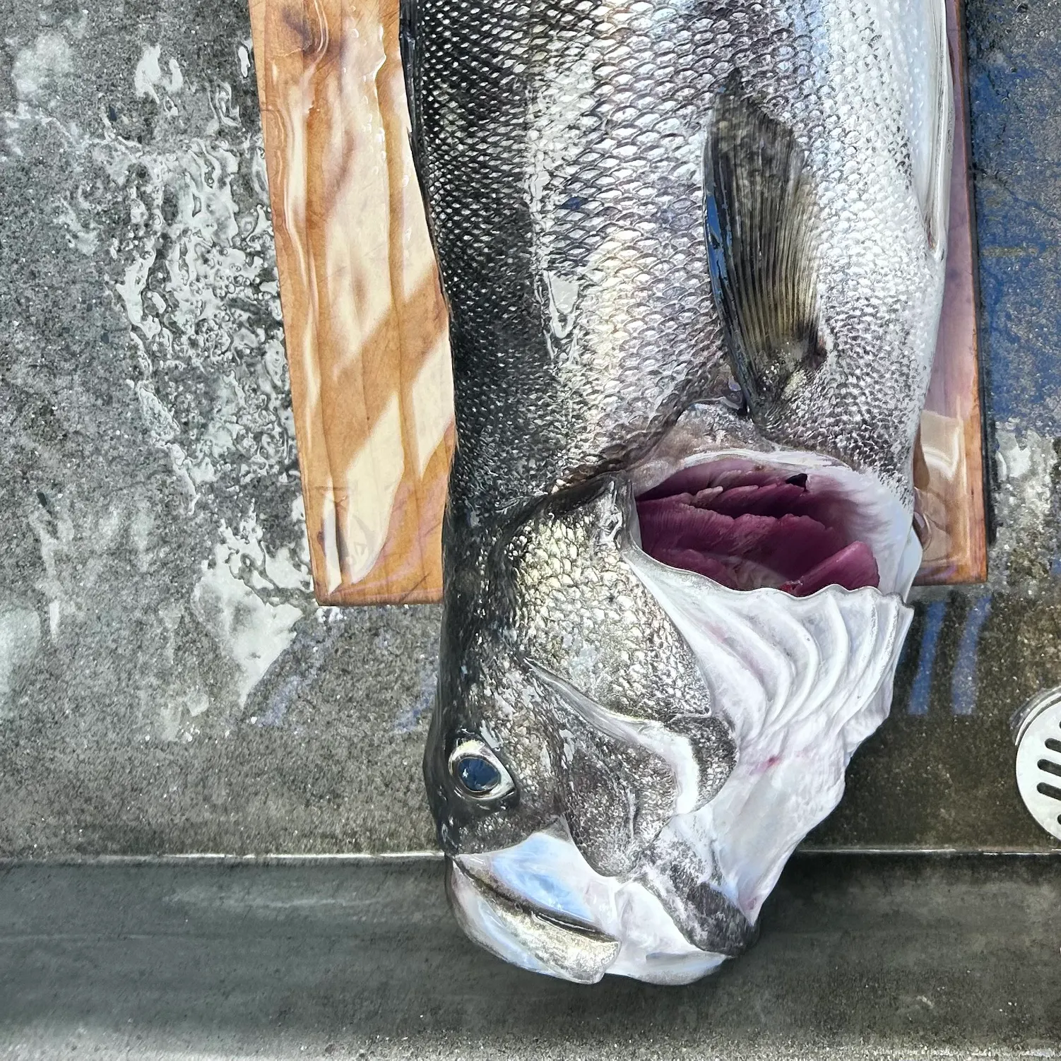 The most recent Japanese seabass catches on Fishbrain