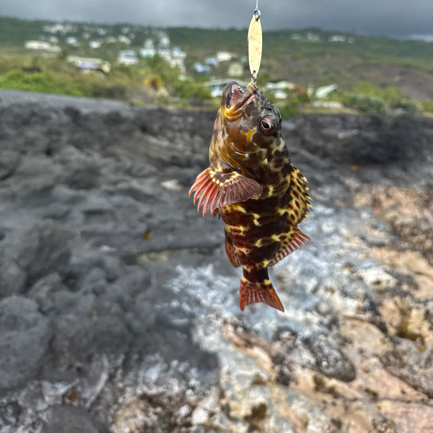 The most recent Stocky hawkfish catches on Fishbrain