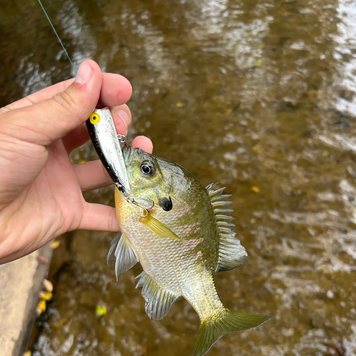 Fish caught on Fishbrain