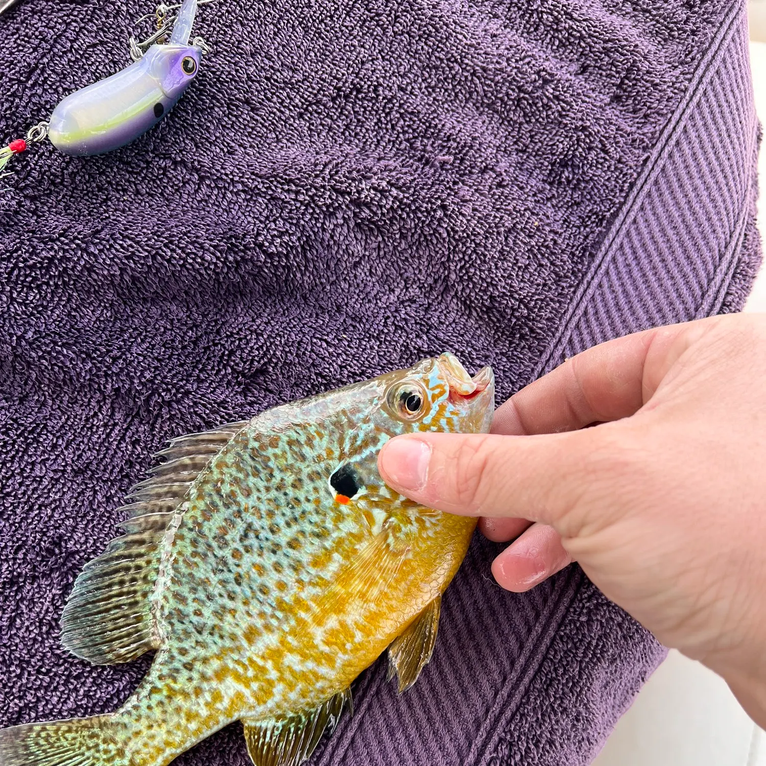 angler catch