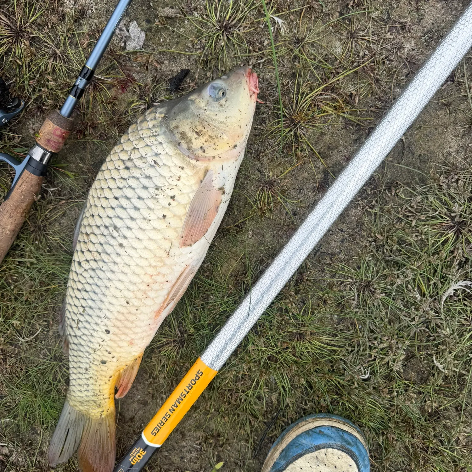 Common carp caught on Fishbrain