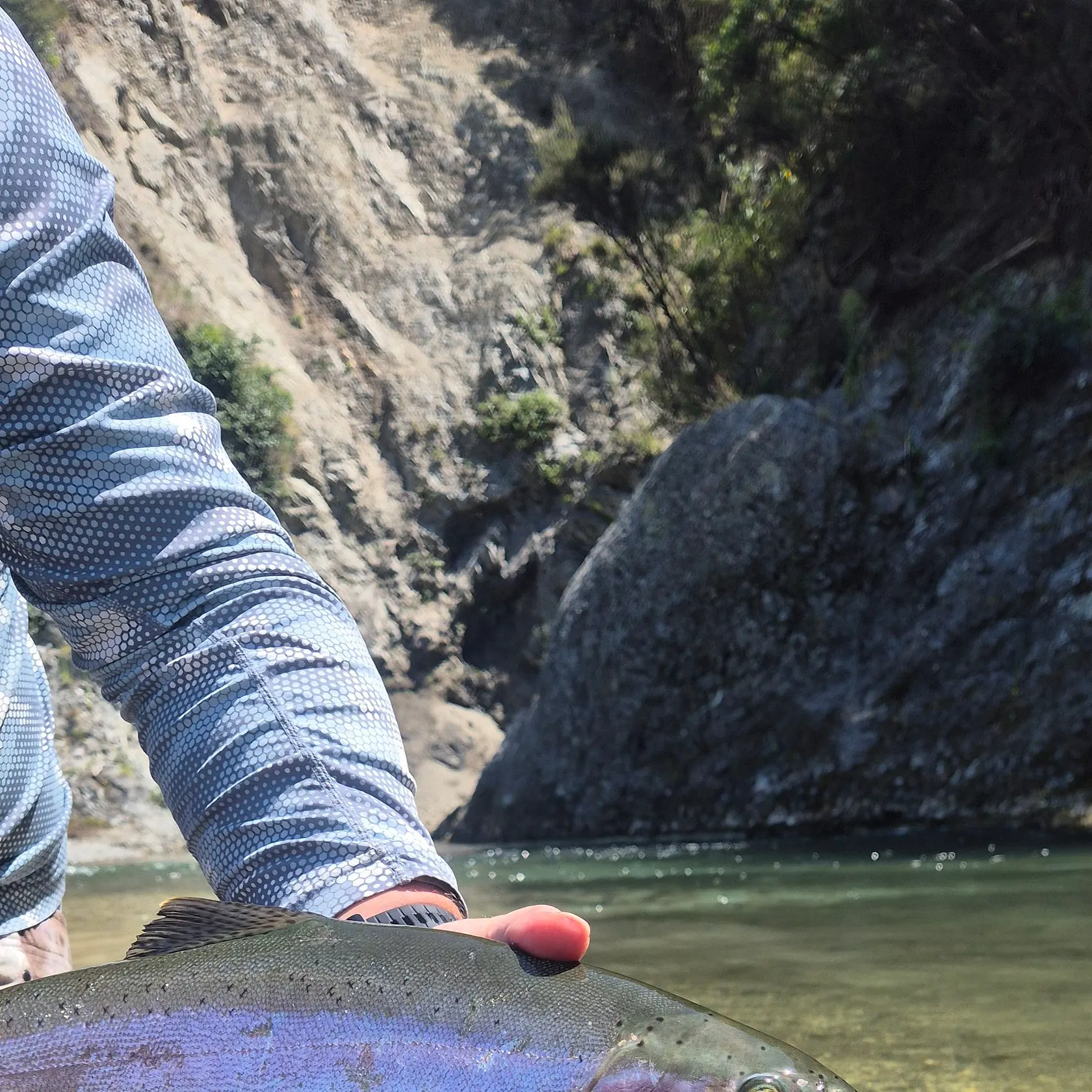 Rainbow trout caught on Fishbrain