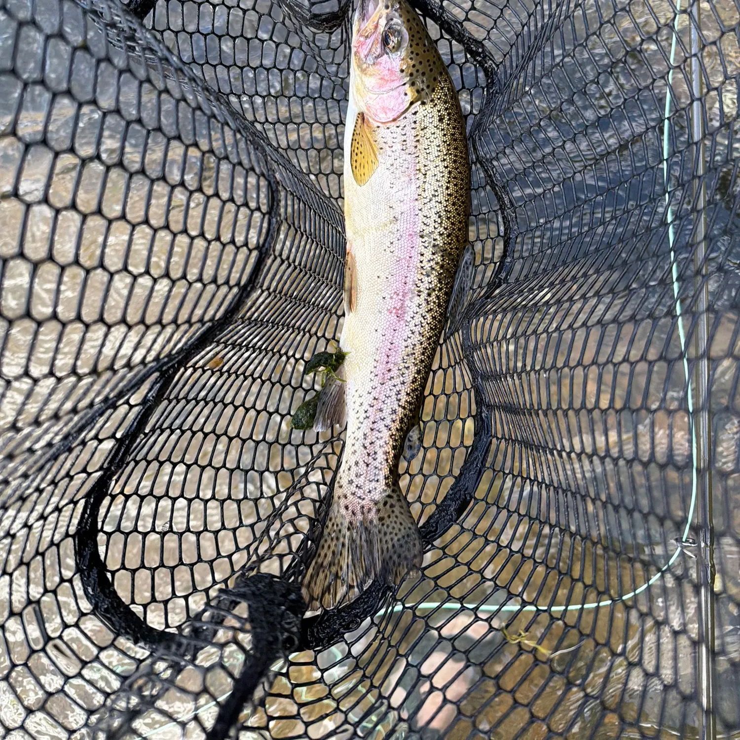 Rainbow trout caught on Fishbrain