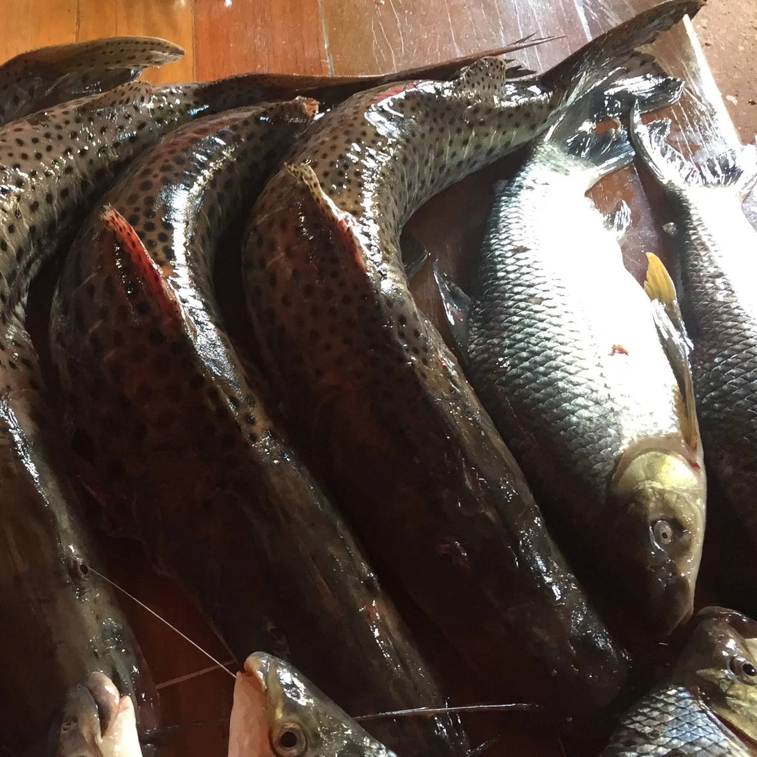 recently logged catches